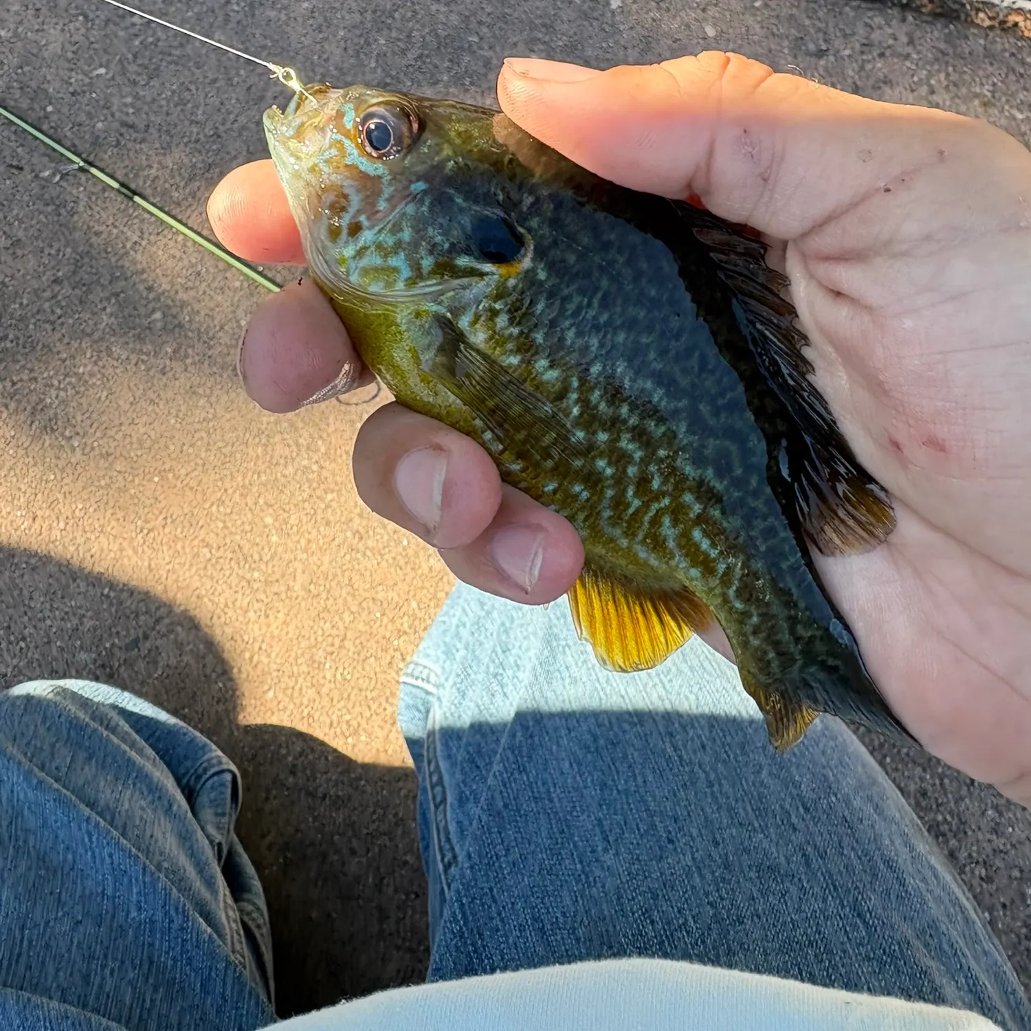 The most recent Pumpkinseed x green sunfish catches on Fishbrain