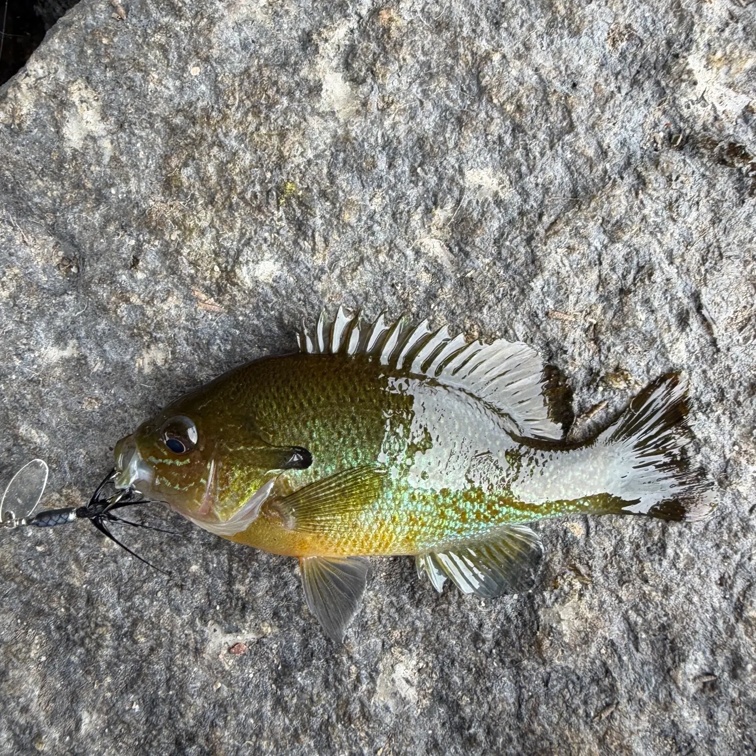 Pumpkingill hybrid caught on Fishbrain