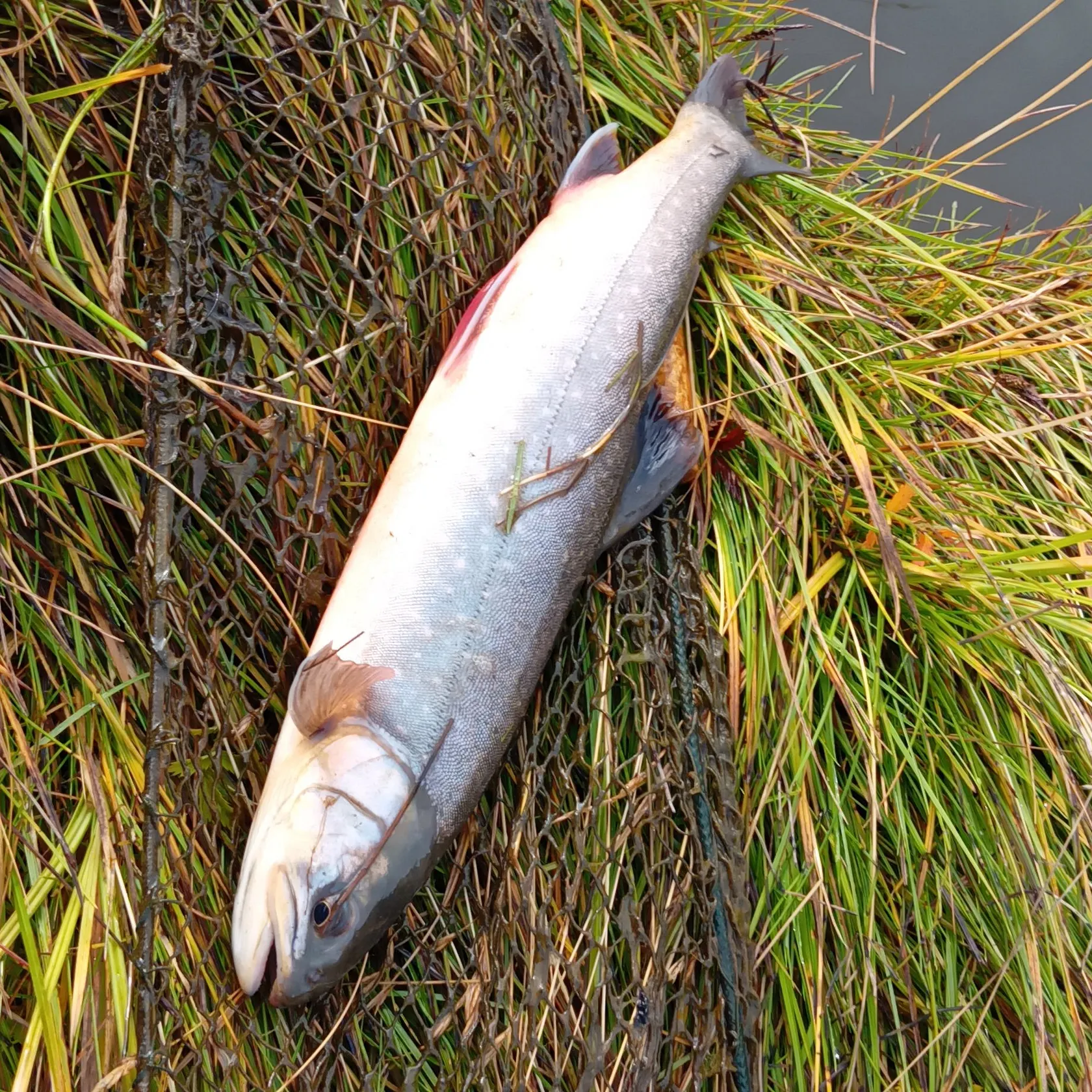 The most recent Arctic char catches on Fishbrain