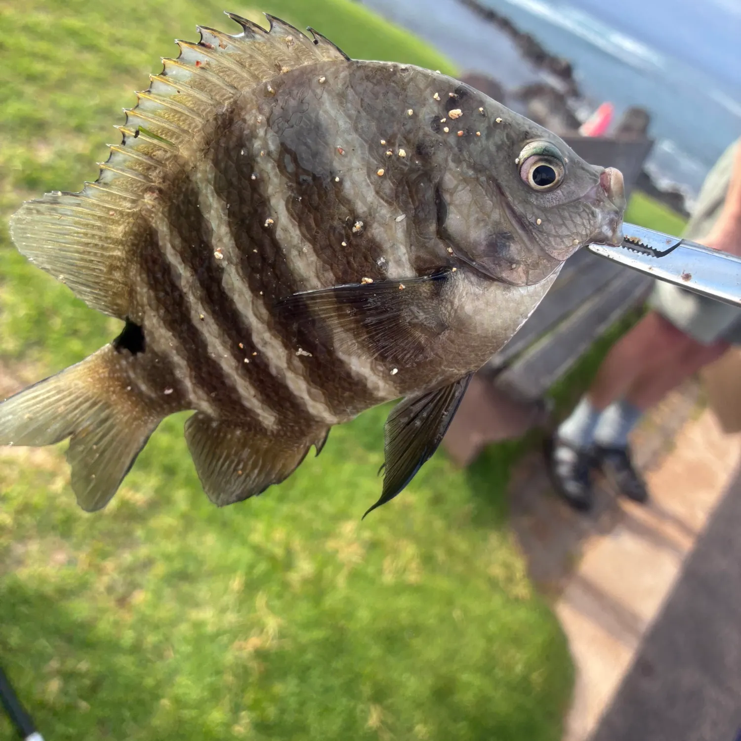 The most recent Blackspot sergeant catches on Fishbrain