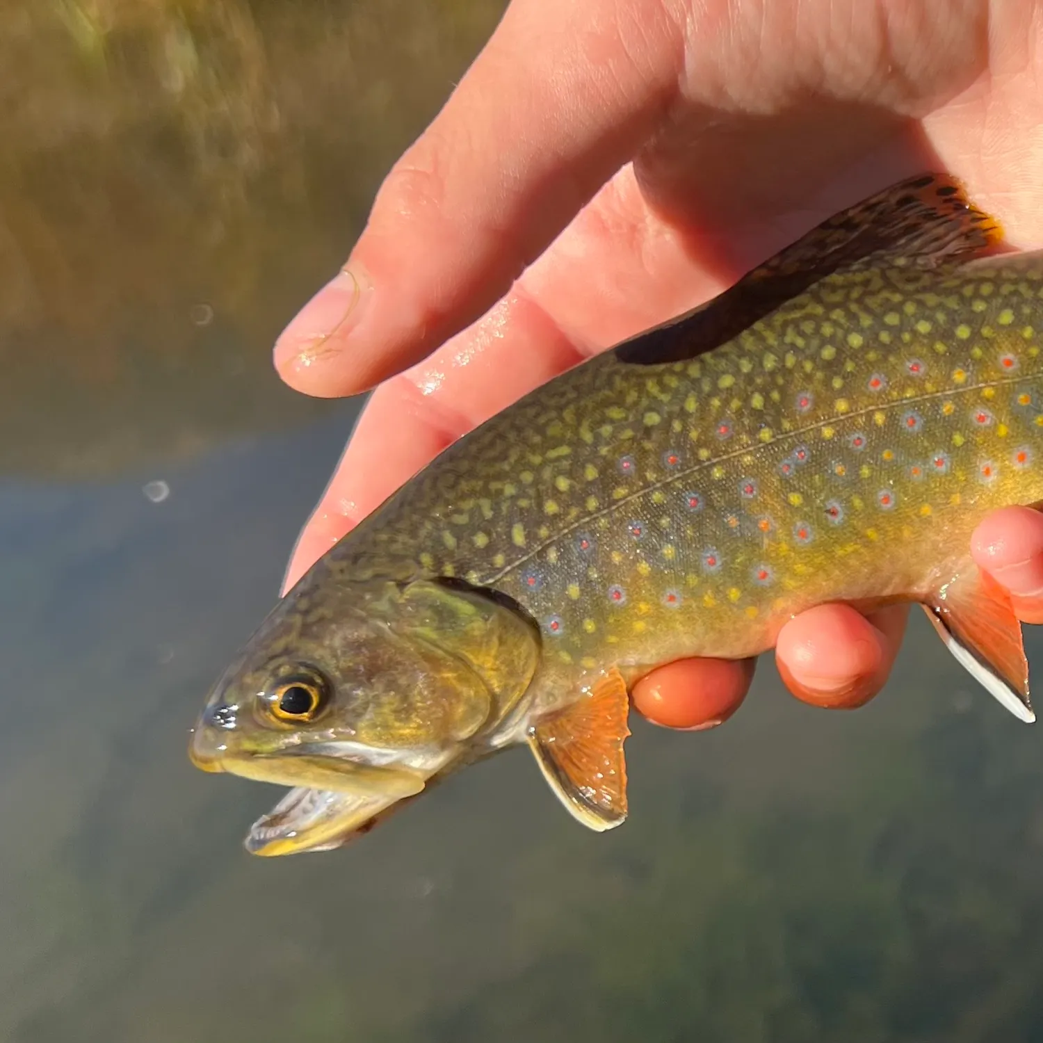 Brook trout caught on Fishbrain