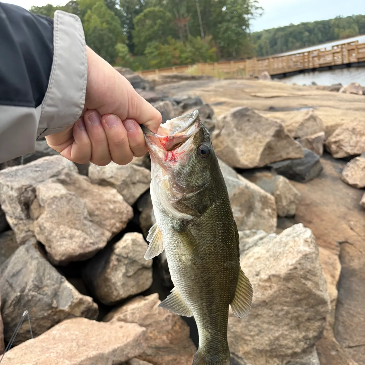 Largemouth bass caught on Fishbrain