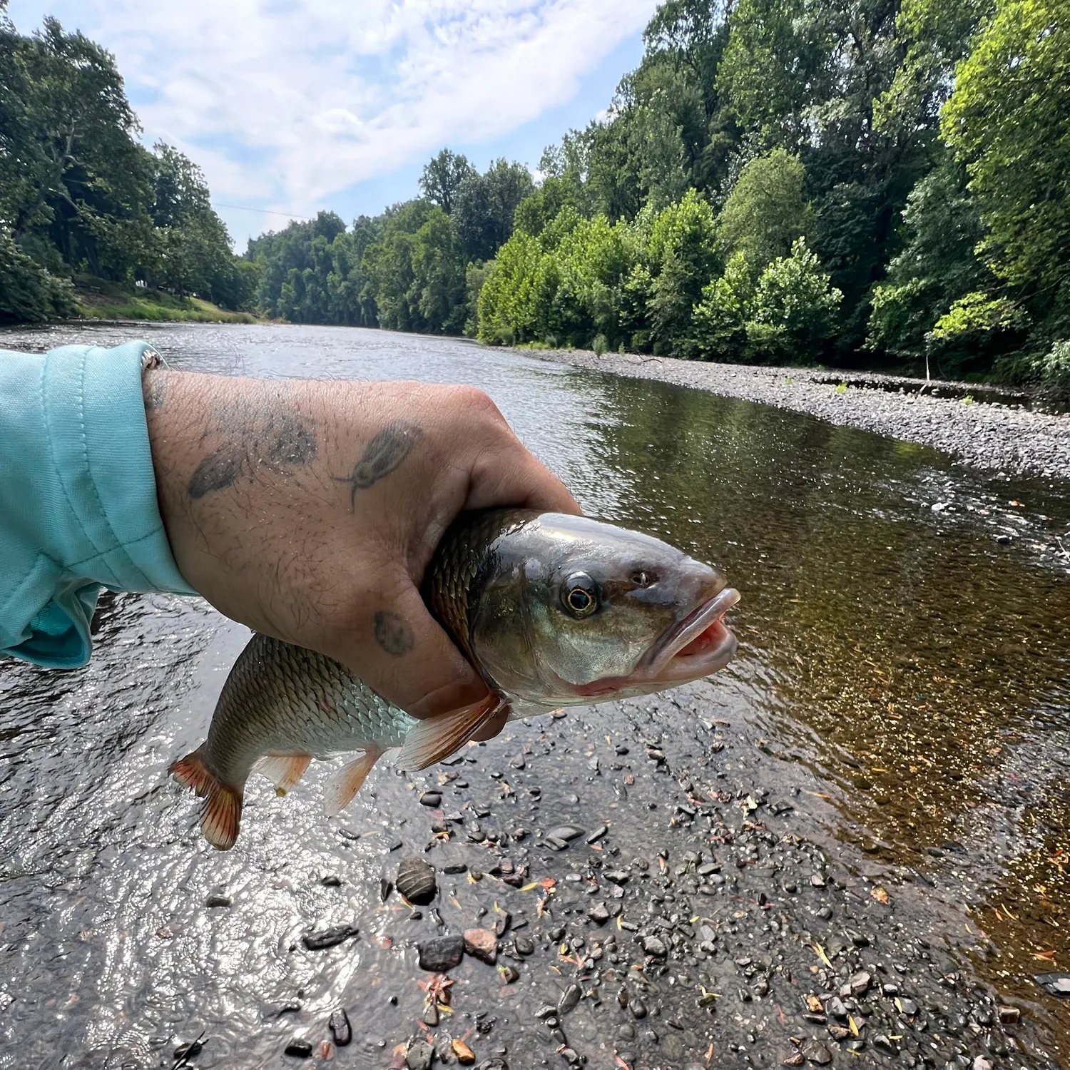 The most recent Gray redhorse catches on Fishbrain
