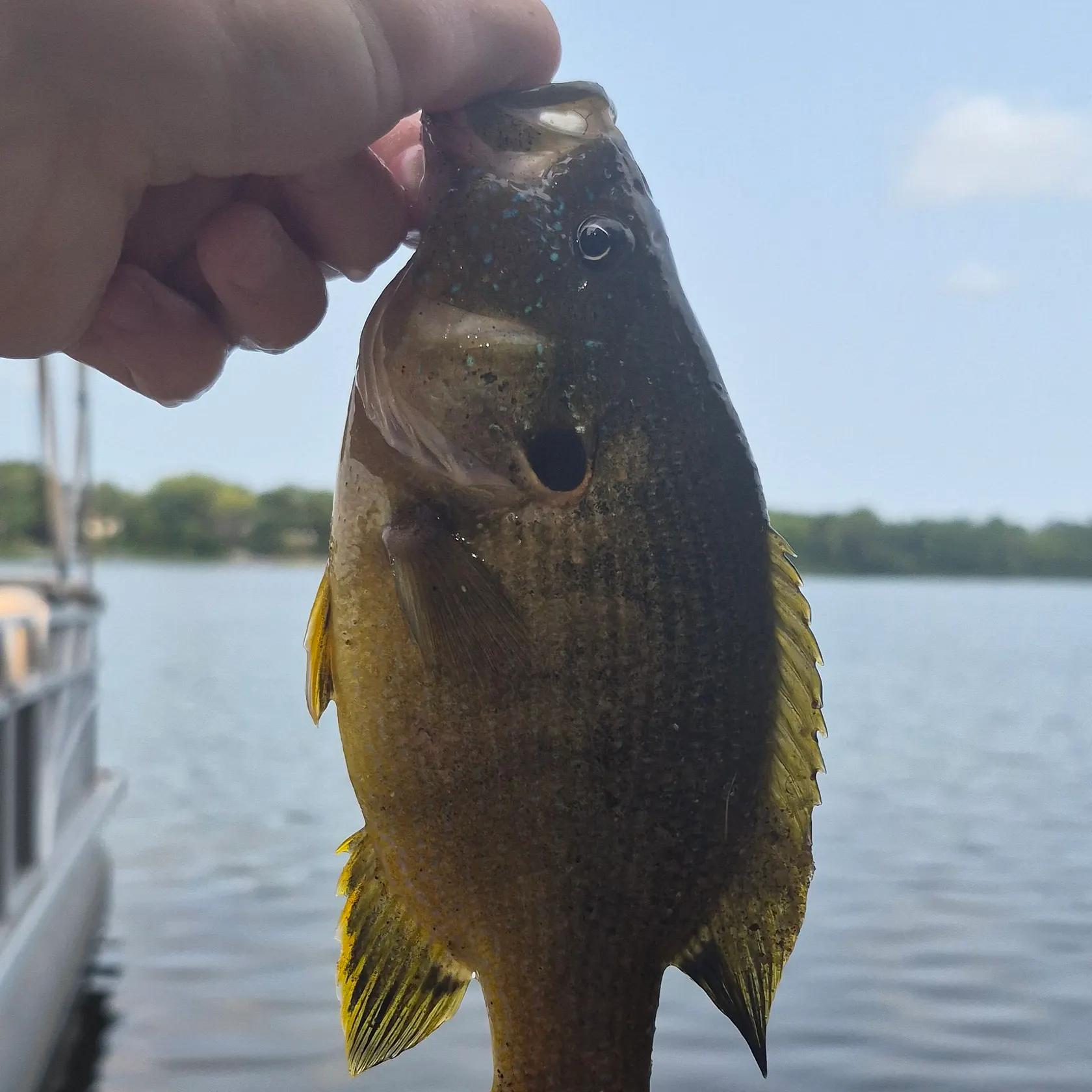 Green sunfish caught on Fishbrain