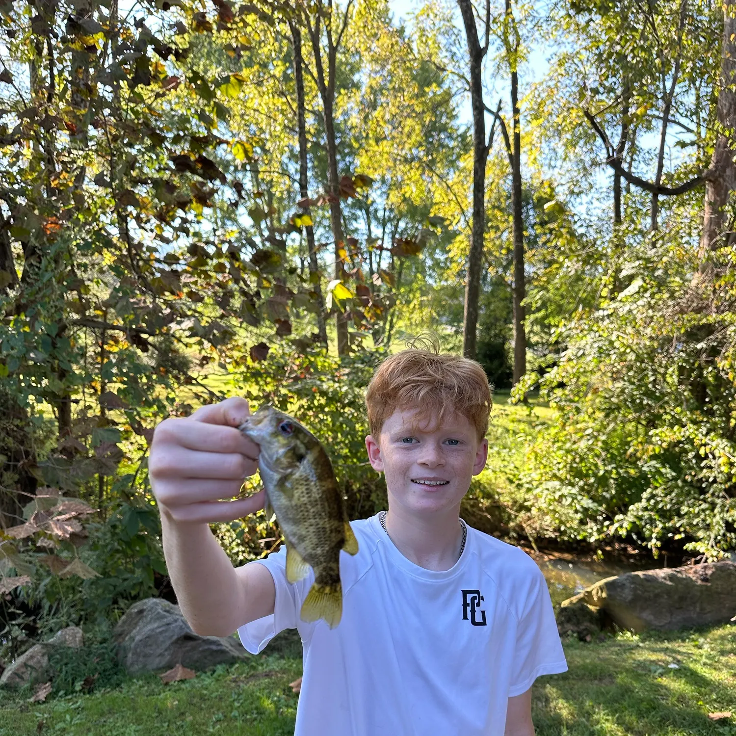 Rock bass caught on Fishbrain