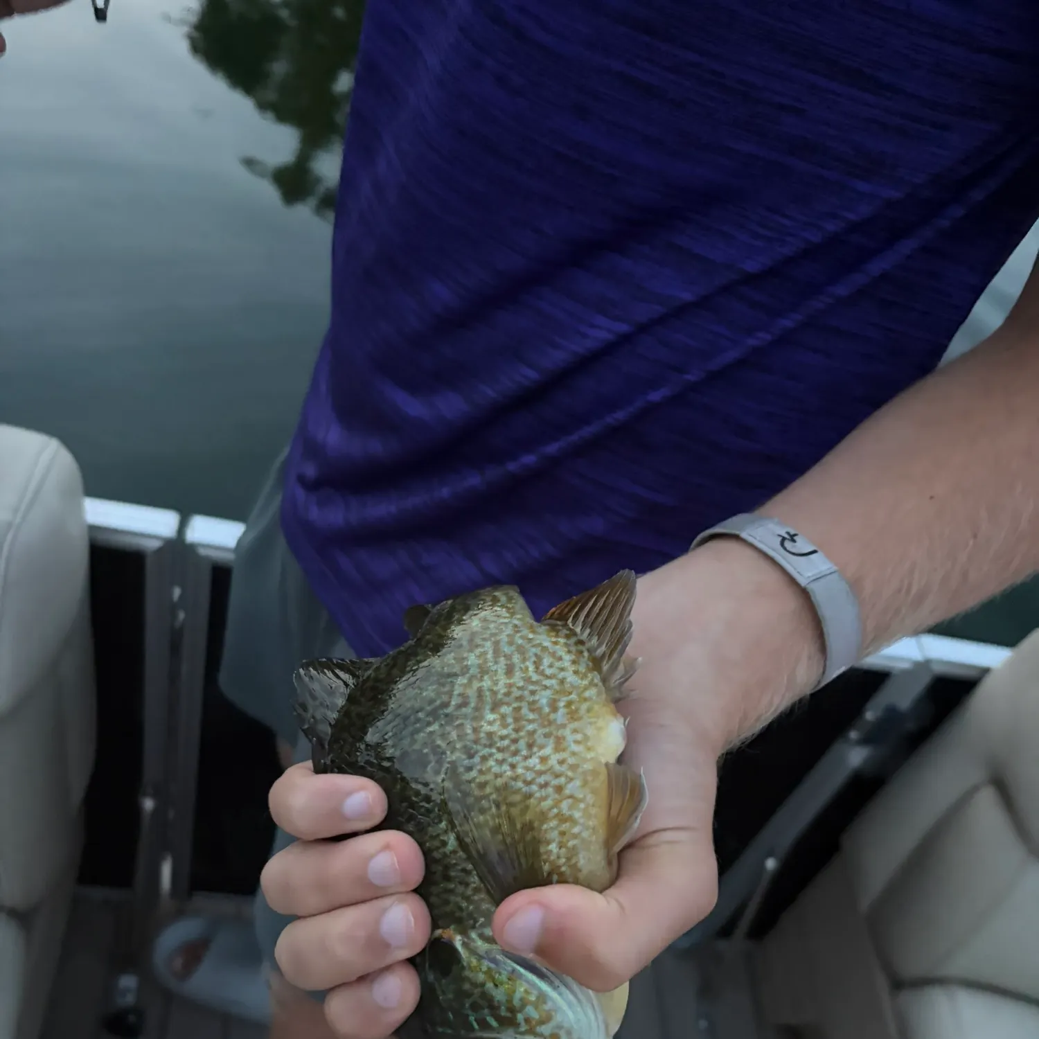 Pumpkinseed caught on Fishbrain