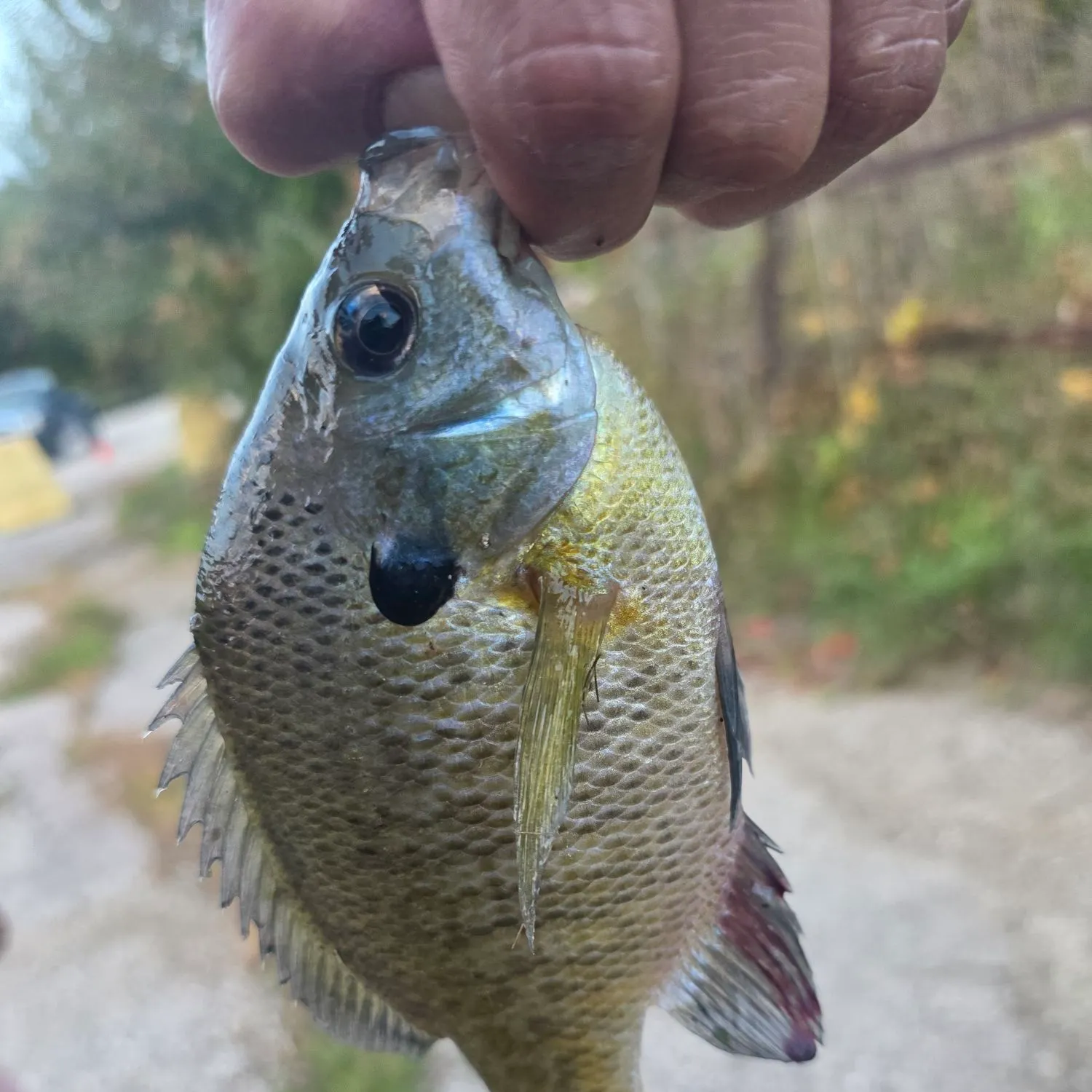 Bluegill caught on Fishbrain