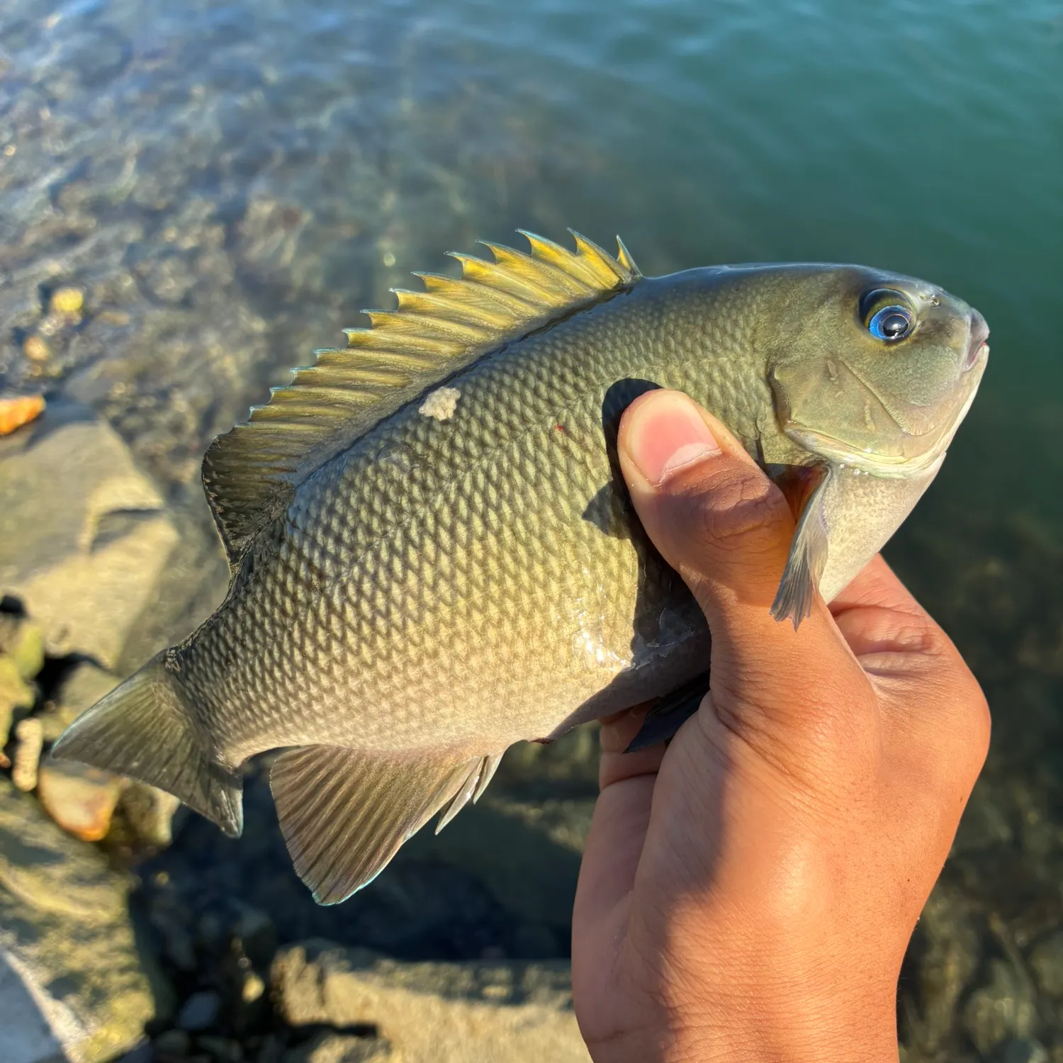The most recent Opaleye catches on Fishbrain