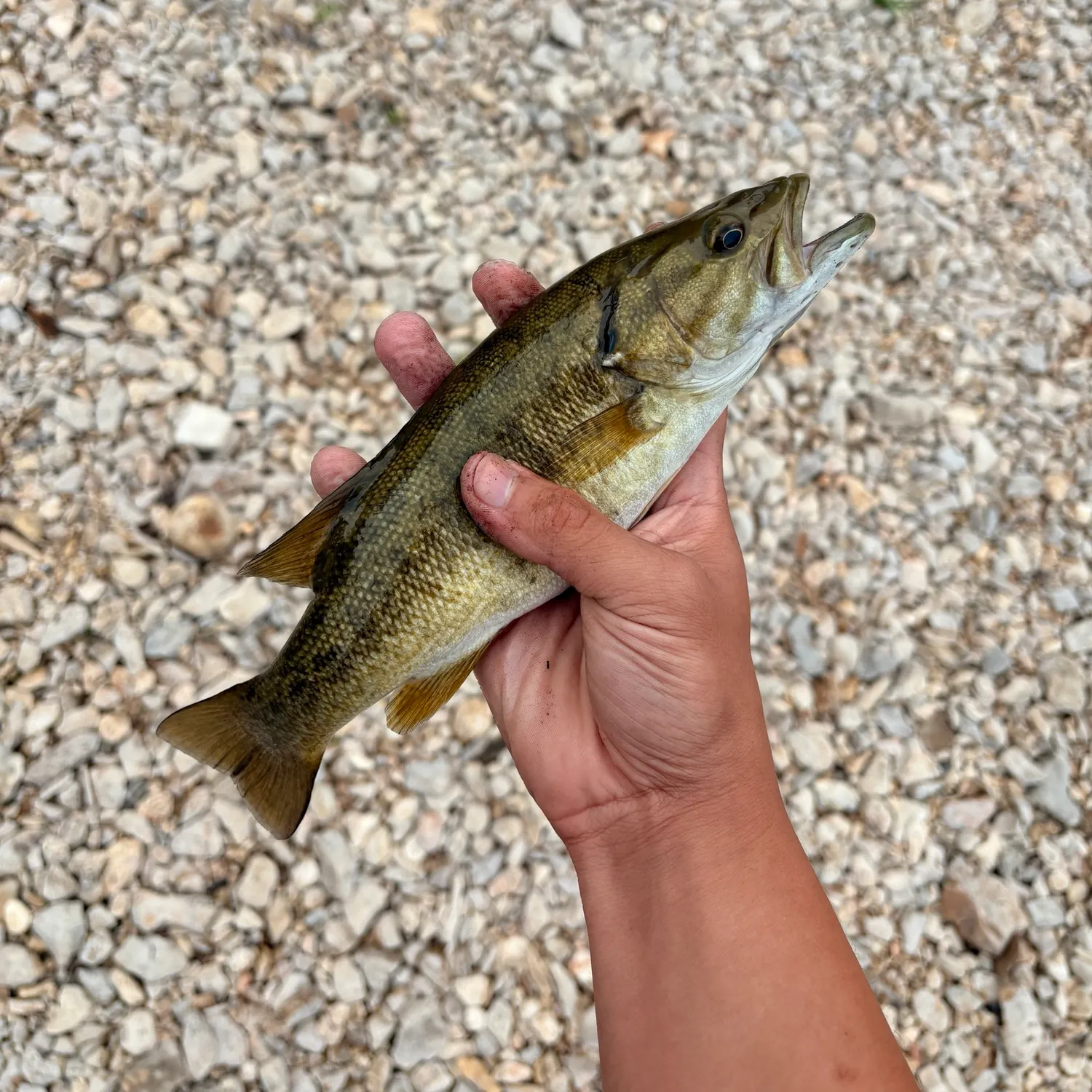 The most recent Neosho bass catches on Fishbrain
