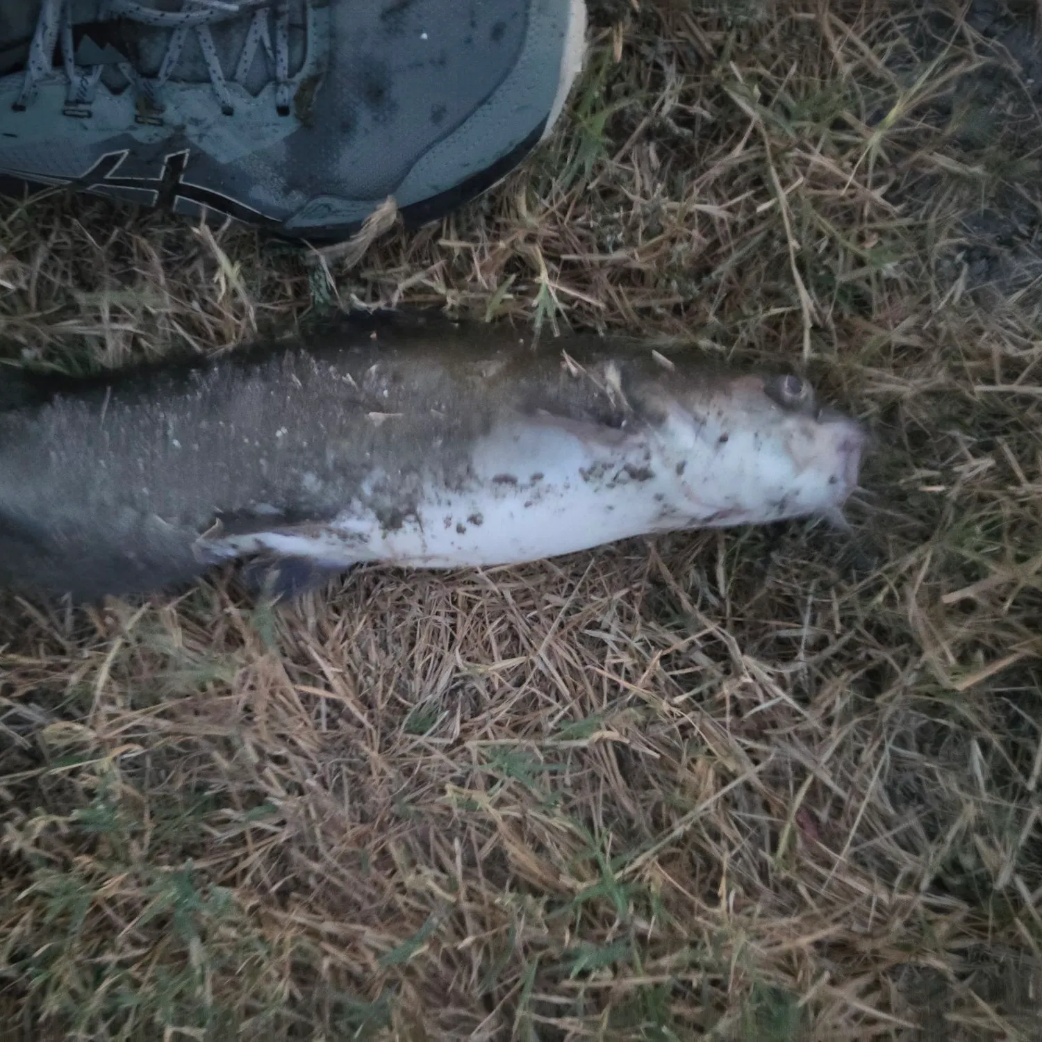 Channel catfish caught on Fishbrain