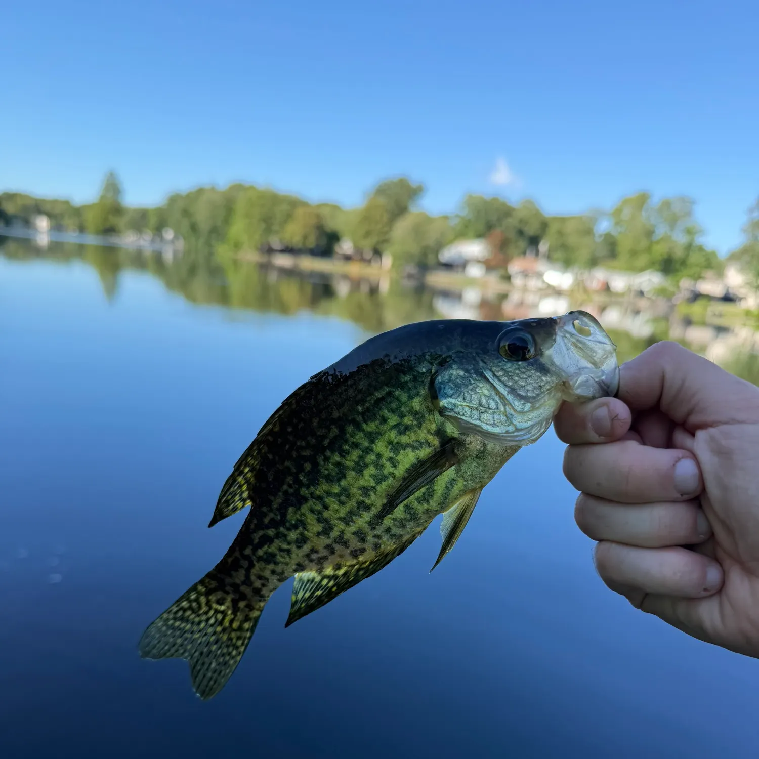 Black crappie caught on Fishbrain