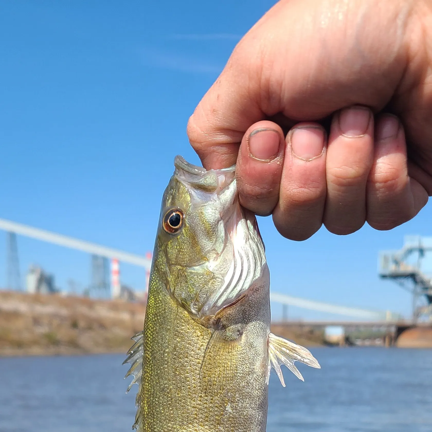 Smallmouth bass caught on Fishbrain