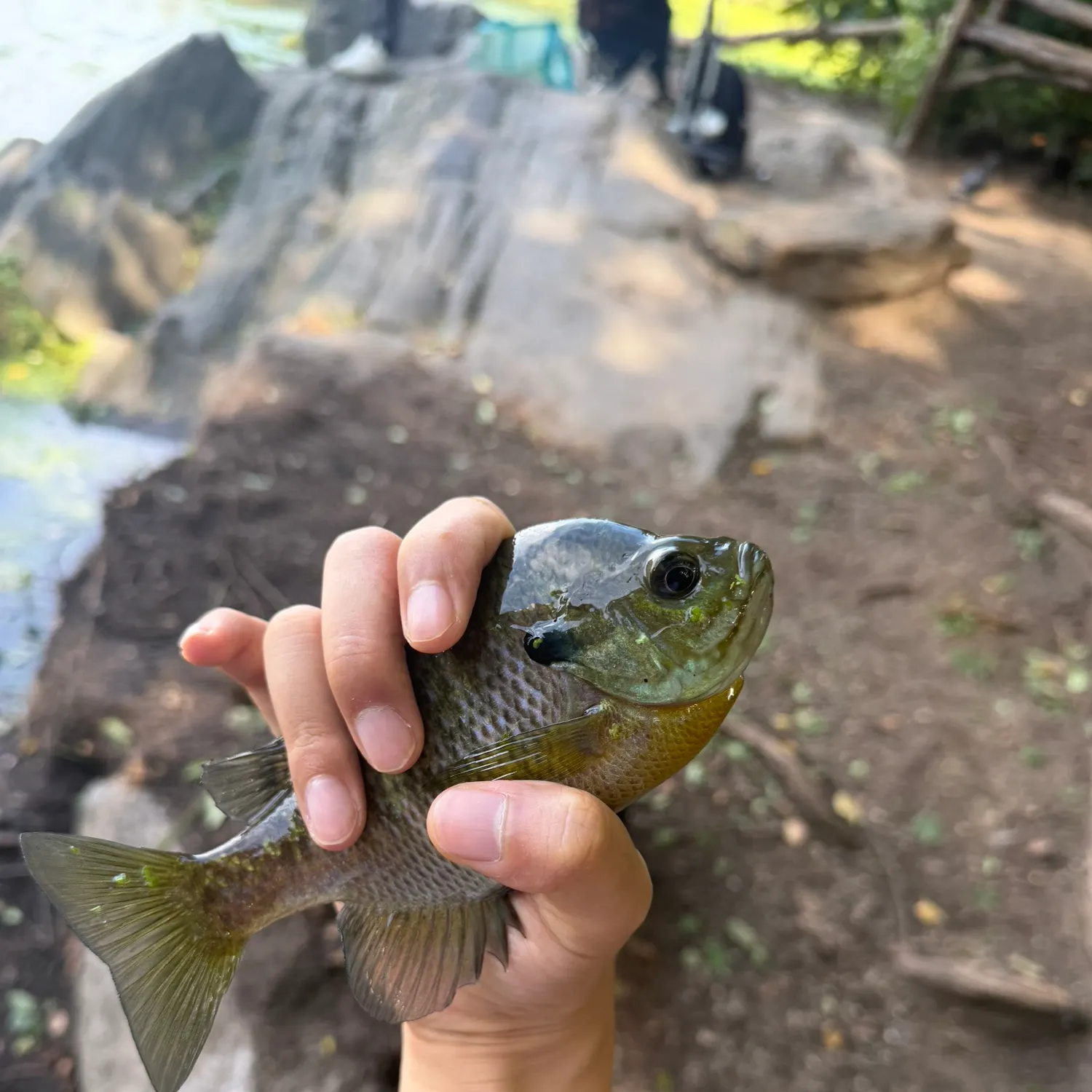 Bluegill caught on Fishbrain