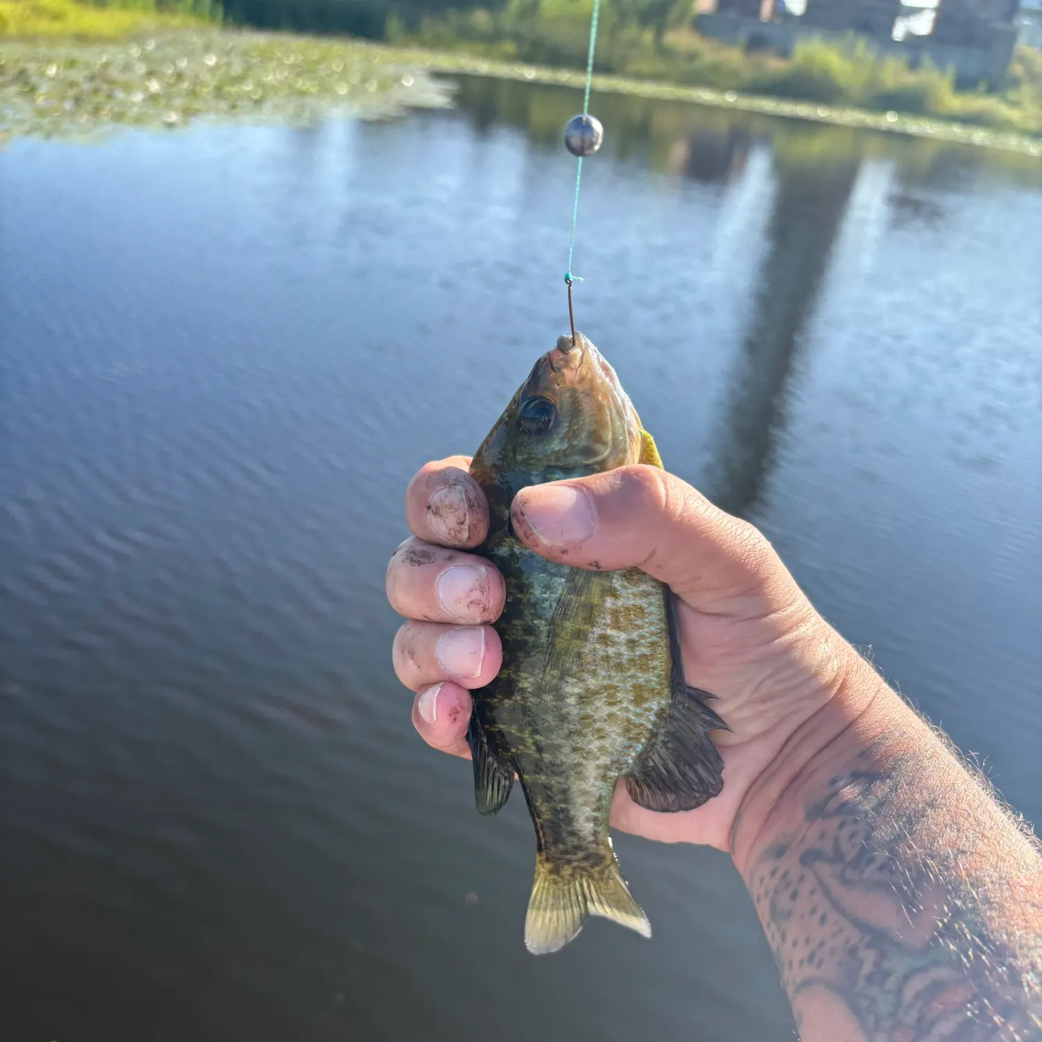 Bluegill caught on Fishbrain