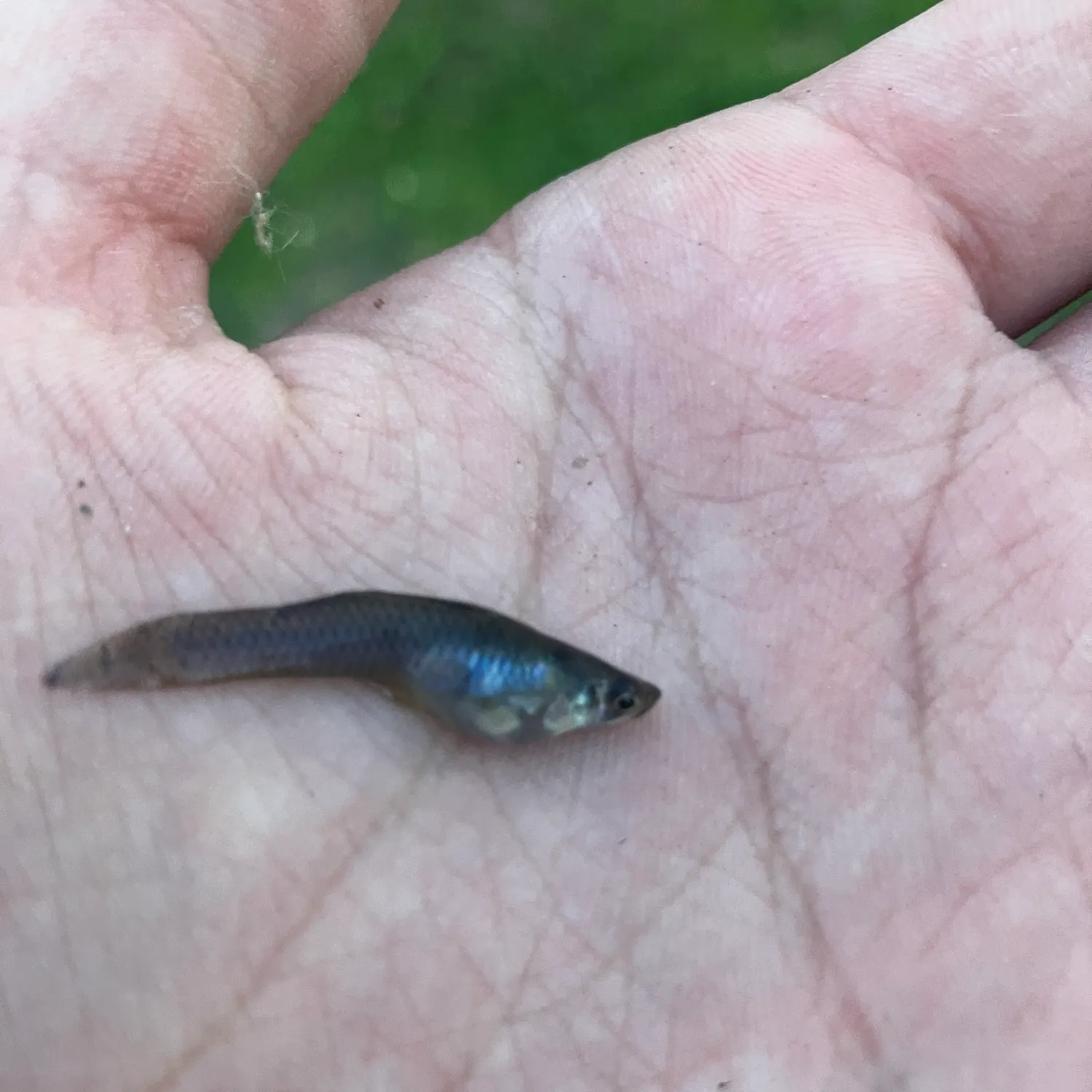 The most recent Western mosquitofish catches on Fishbrain