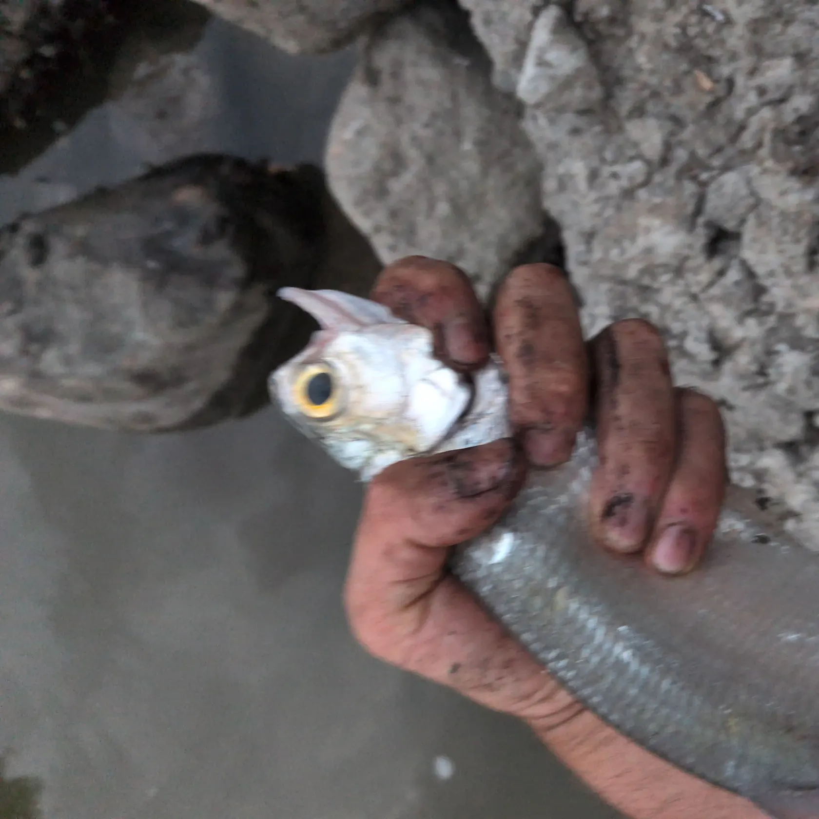 The most recent Goldeye catches on Fishbrain