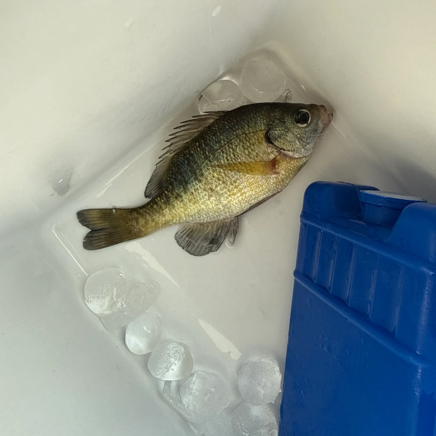 Bluegill caught on Fishbrain