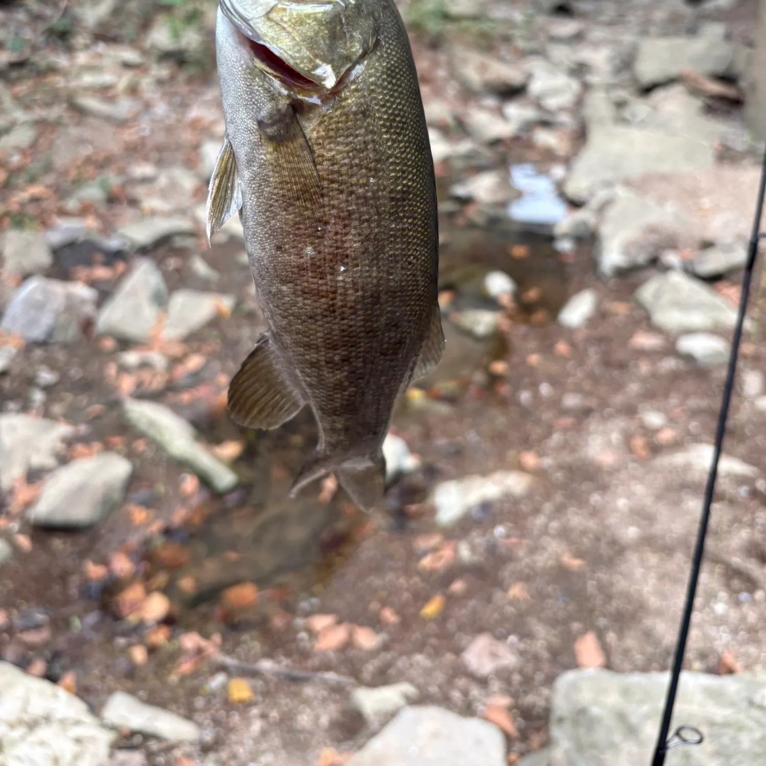 Smallmouth bass caught on Fishbrain