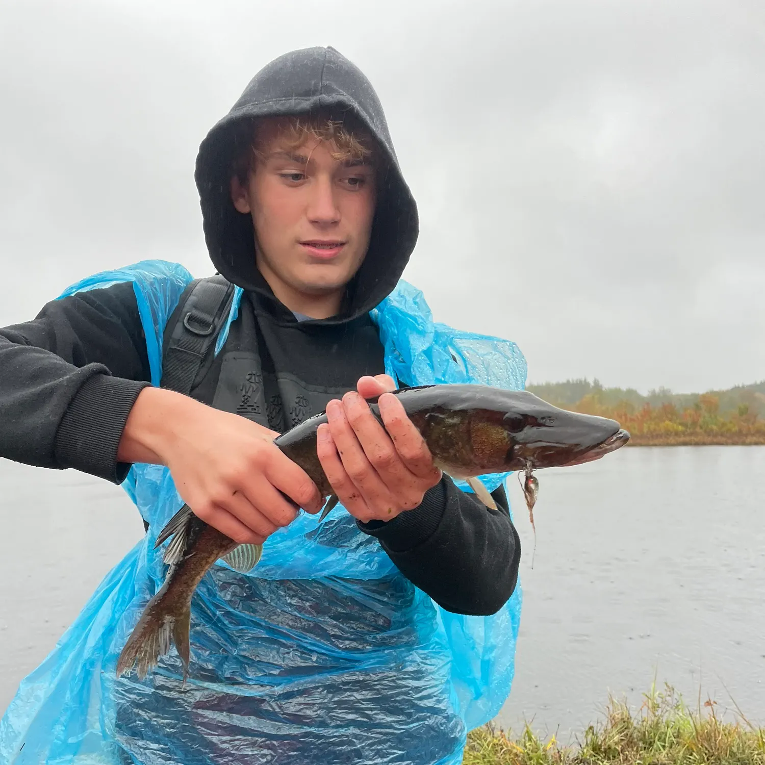Chain pickerel caught on Fishbrain