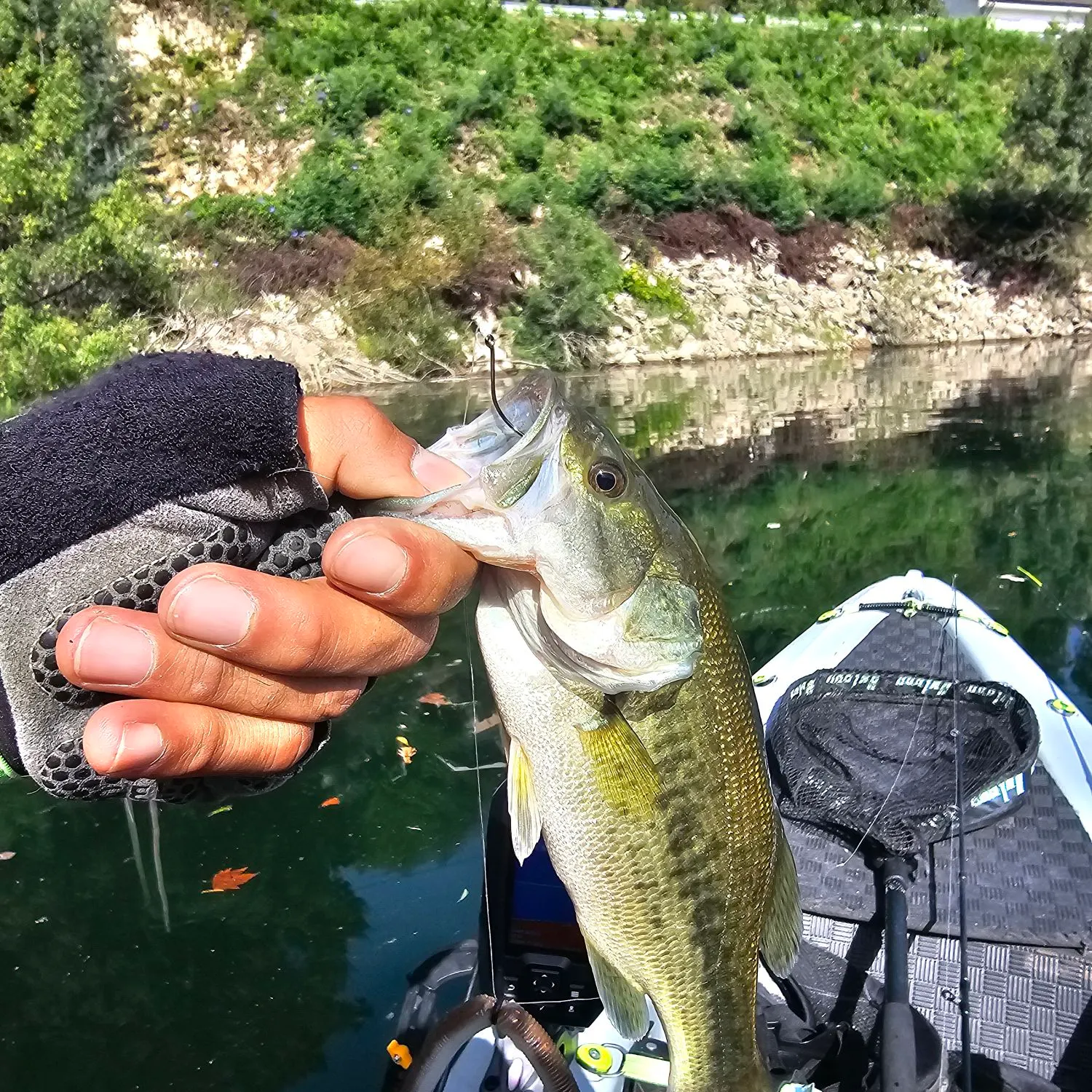 Largemouth bass caught on Fishbrain