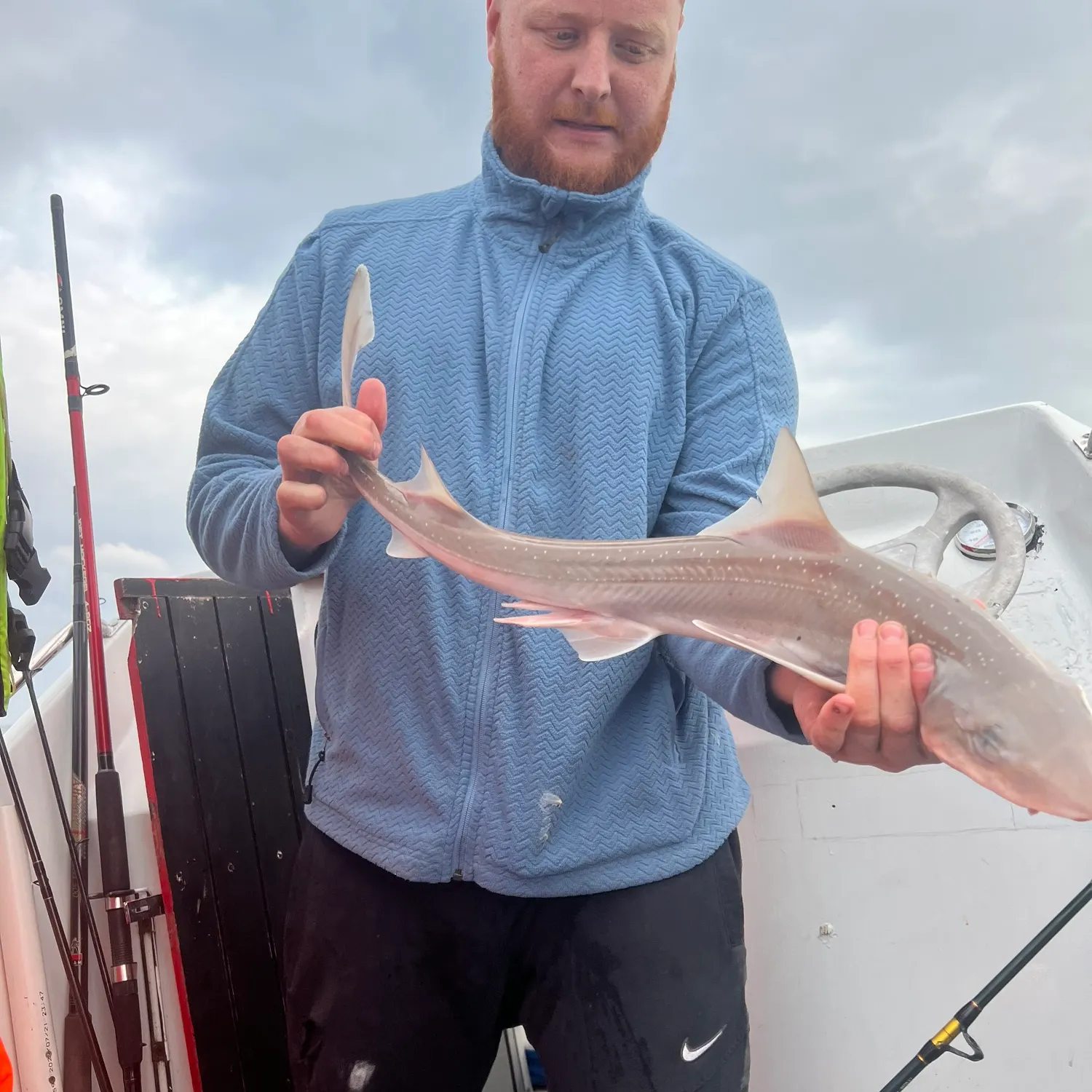 The most recent Starry smooth-hound catches on Fishbrain
