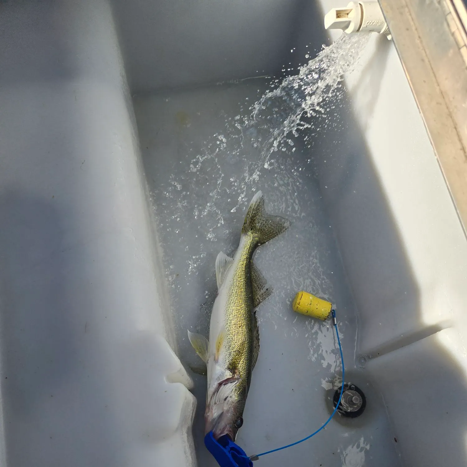 Walleye caught on Fishbrain
