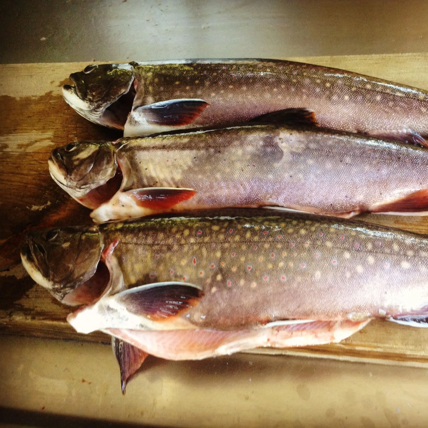 recently logged catches