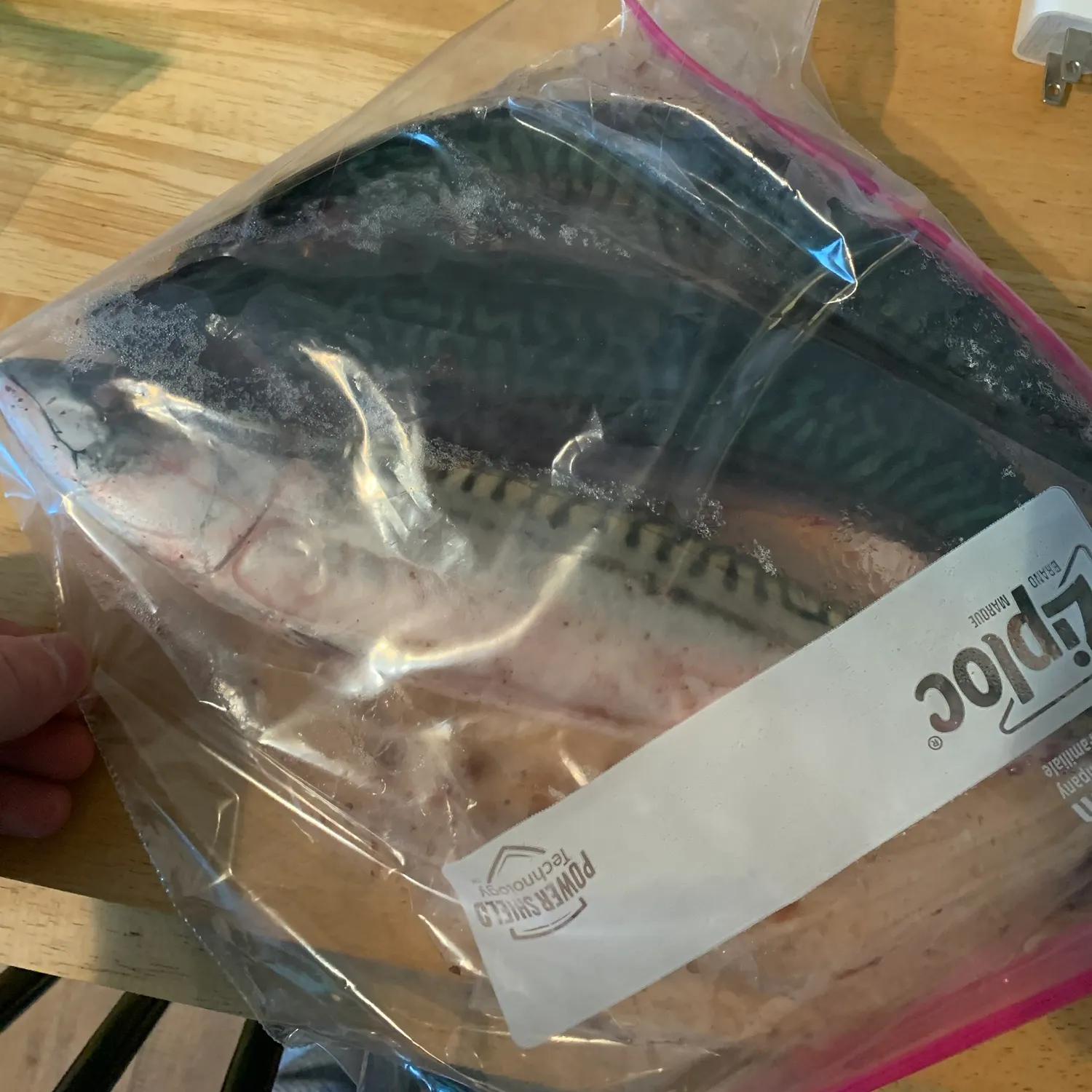 Atlantic mackerel caught on Fishbrain