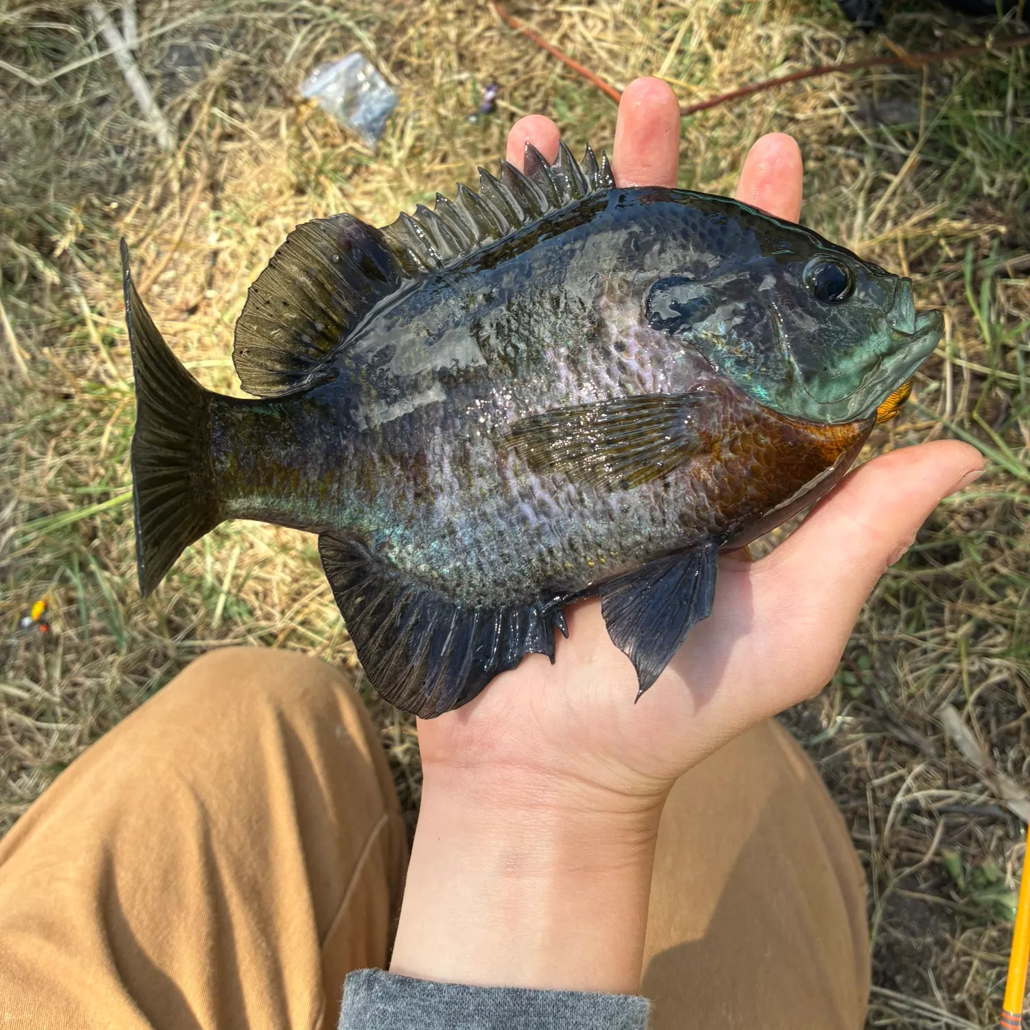 catch