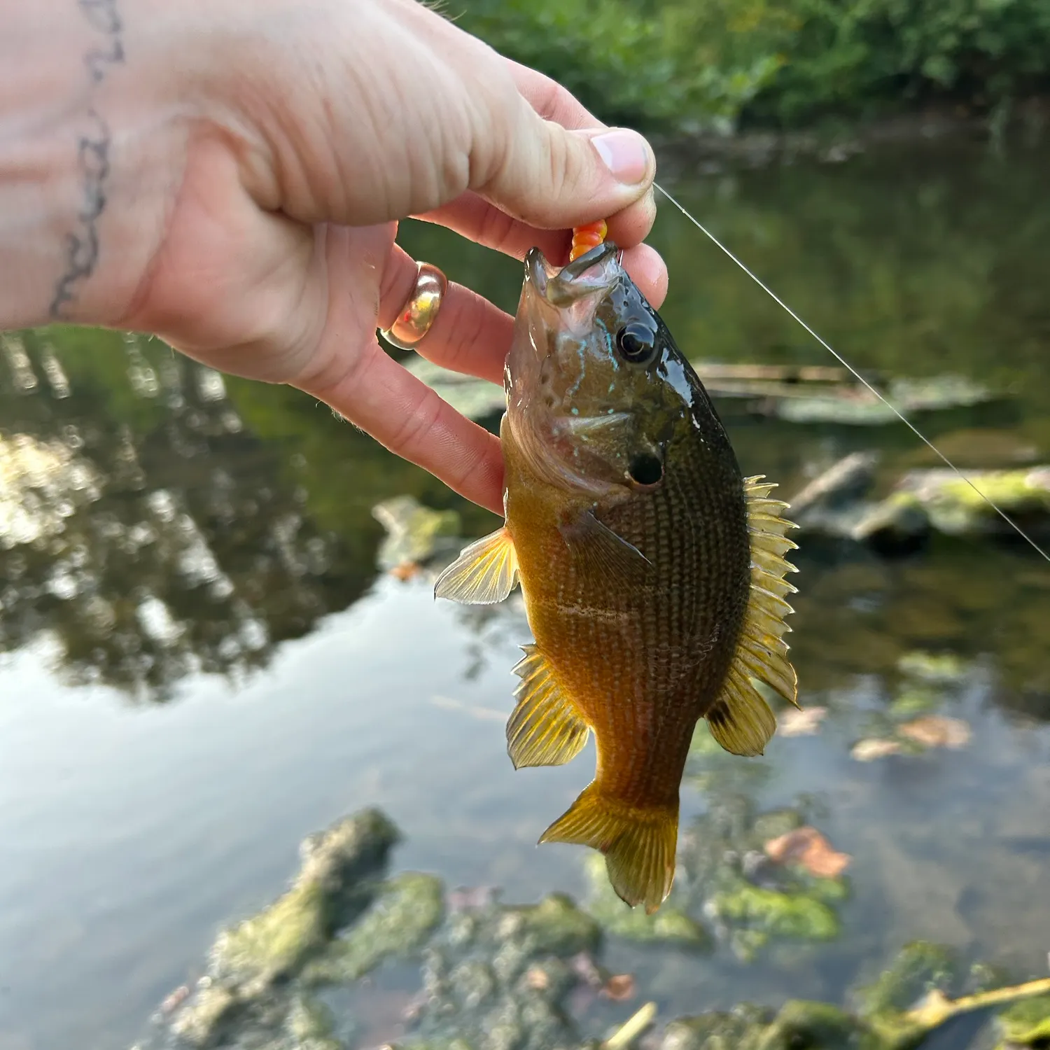 catch