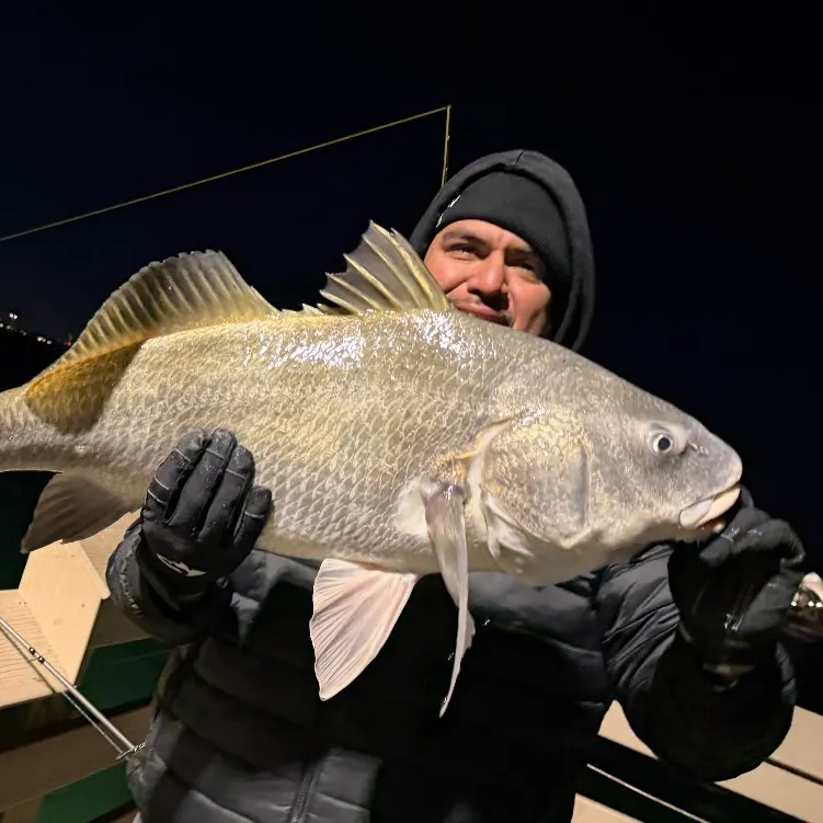 The most recent Black drum catches on Fishbrain
