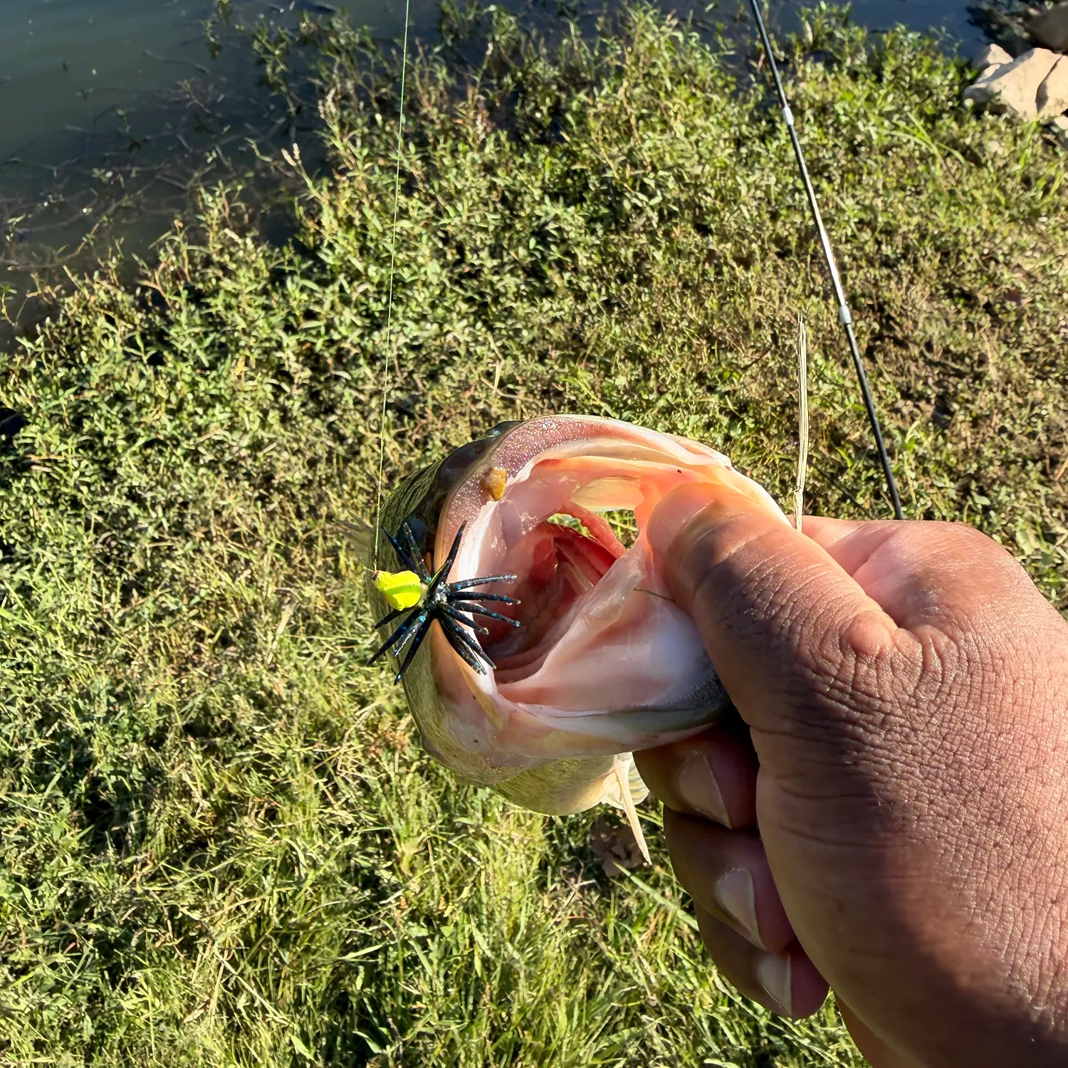 Largemouth bass caught on Fishbrain