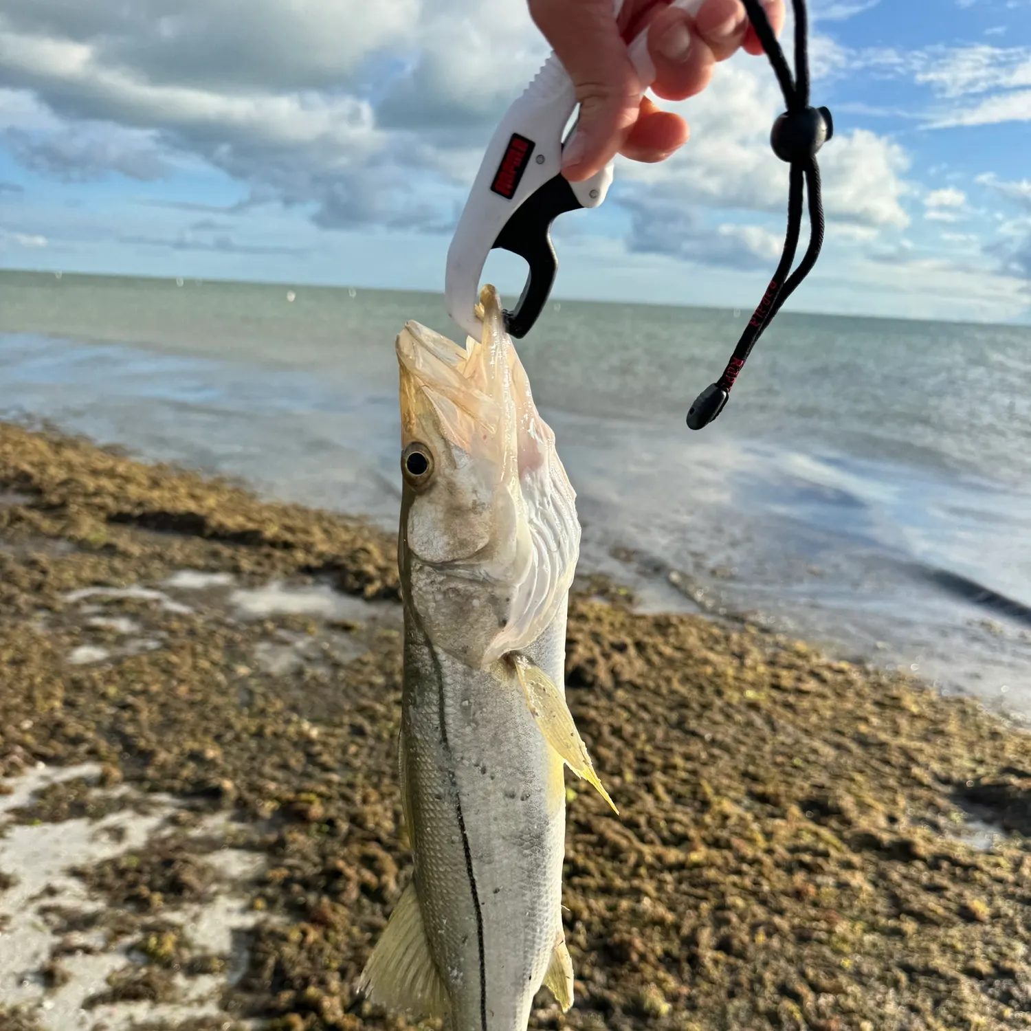 The most recent Common snook catches on Fishbrain