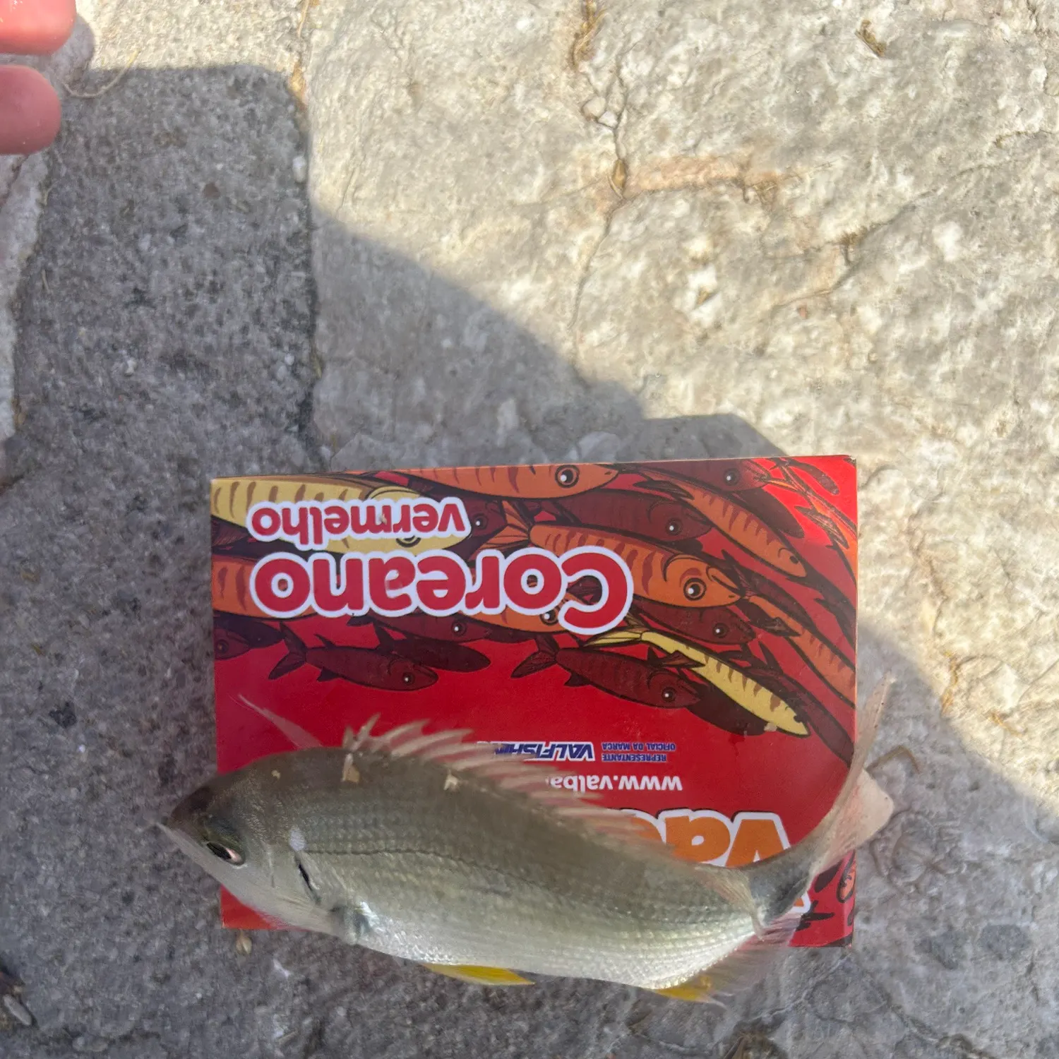 The most recent Annular seabream catches on Fishbrain