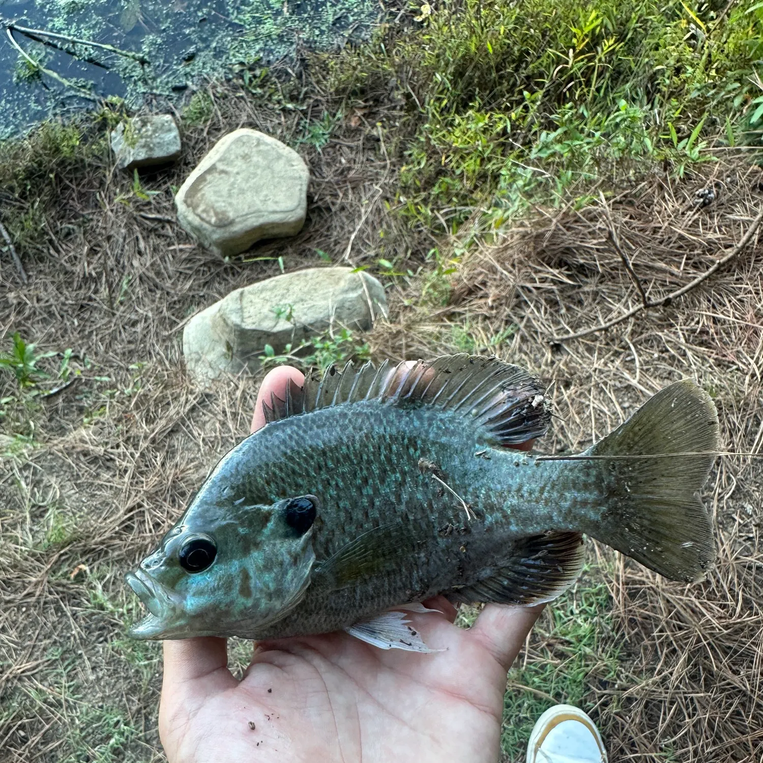 The most recent Greengill hybrid catches on Fishbrain