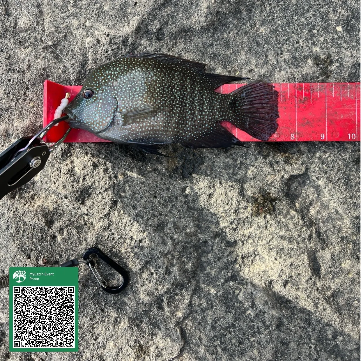 The most recent Rio Grande cichlid catches on Fishbrain