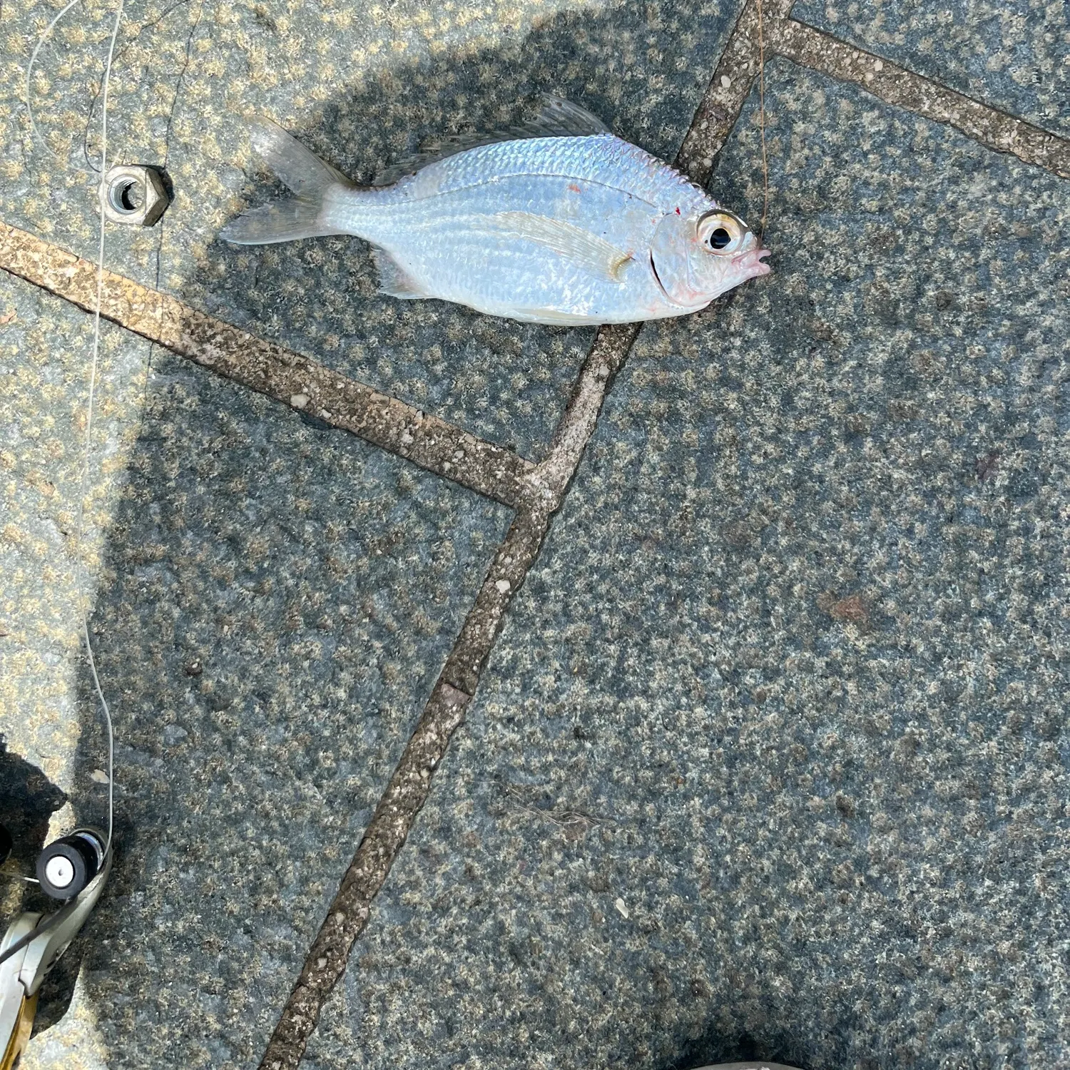 The most recent Strongspine silver-biddy catches on Fishbrain