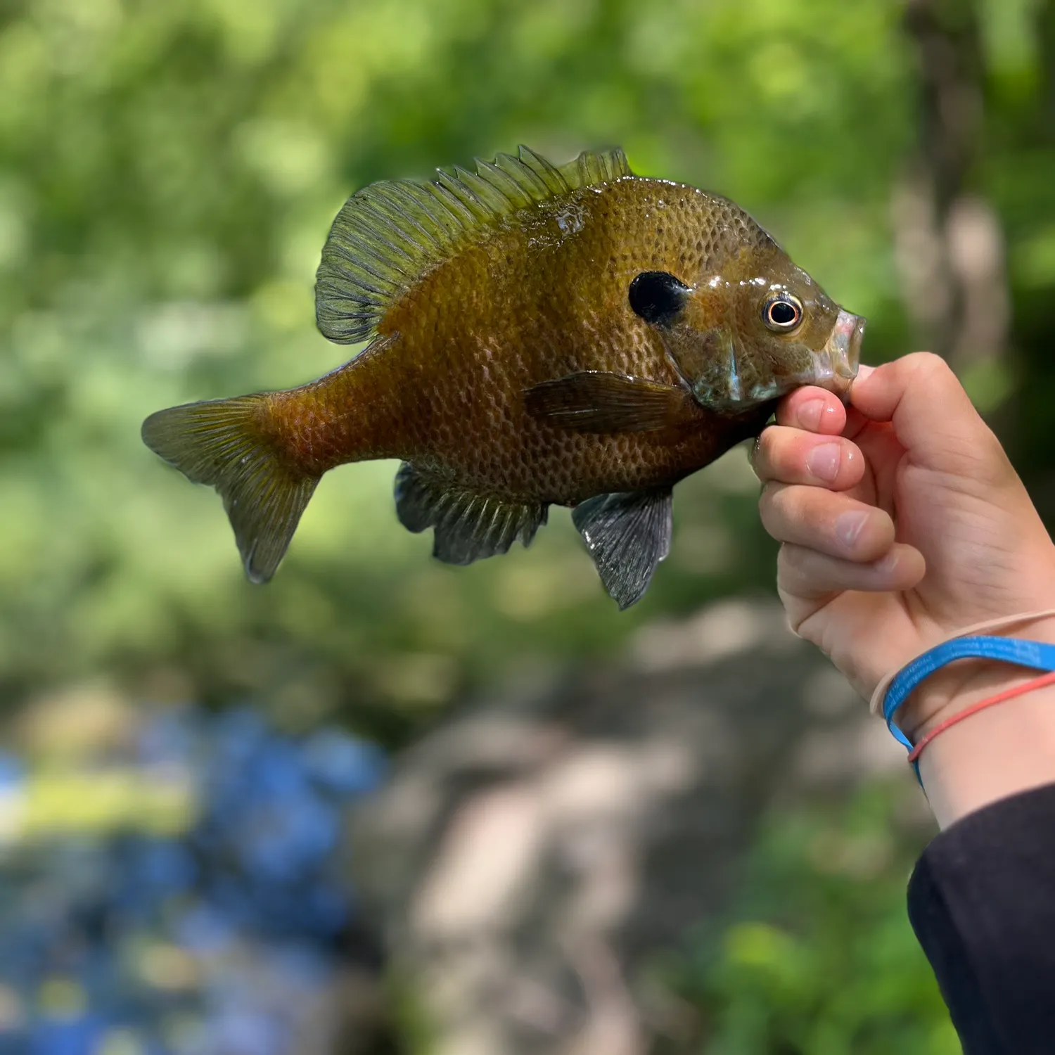 angler catch