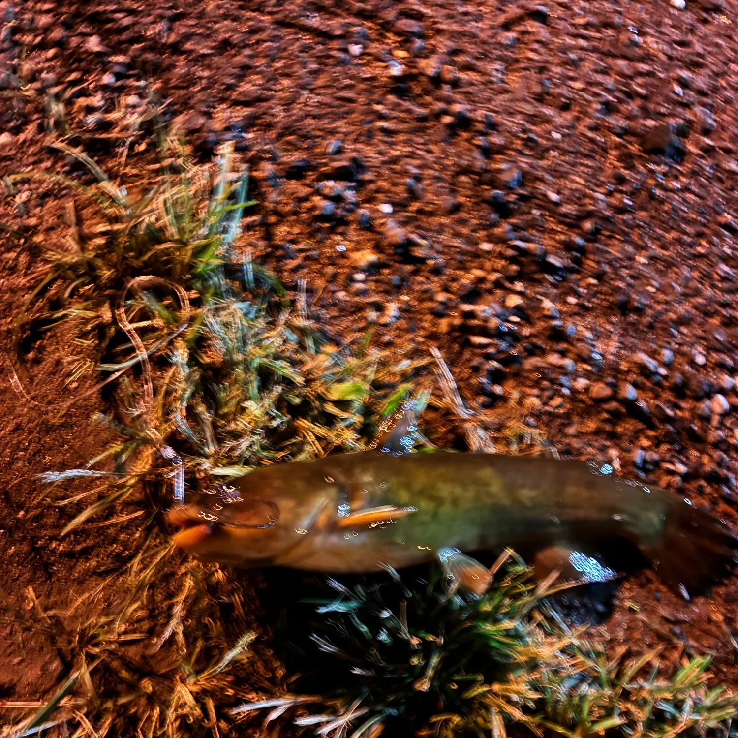 Brown bullhead caught on Fishbrain