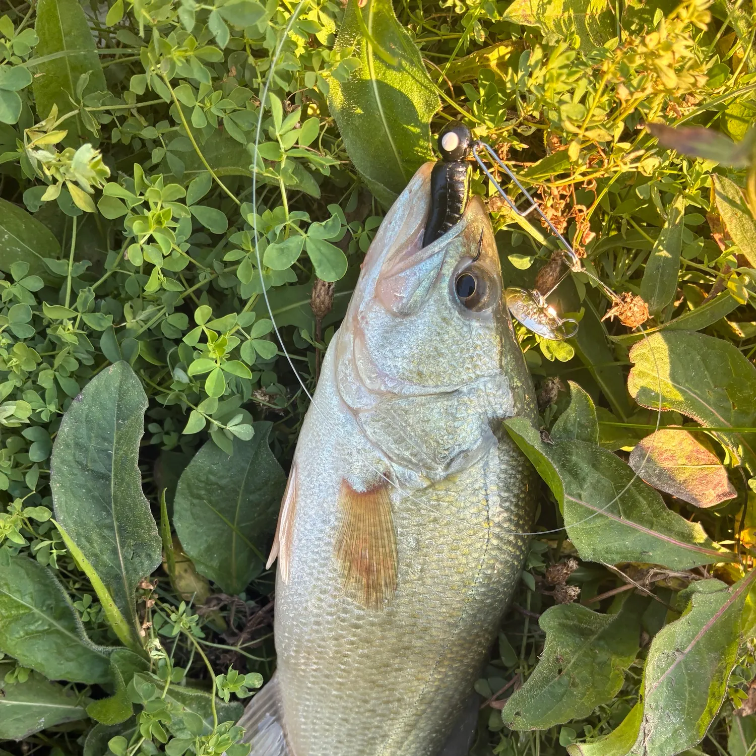 Smallmouth bass caught on Fishbrain