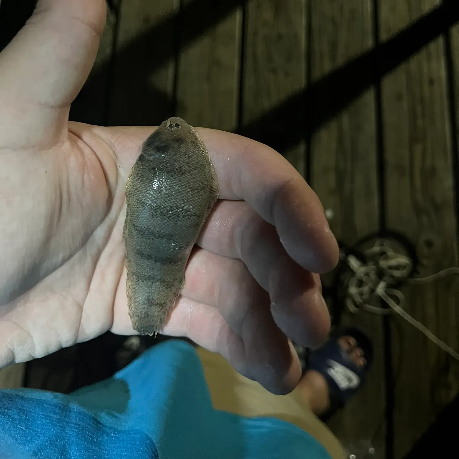 The most recent Blackcheek tonguefish catches on Fishbrain