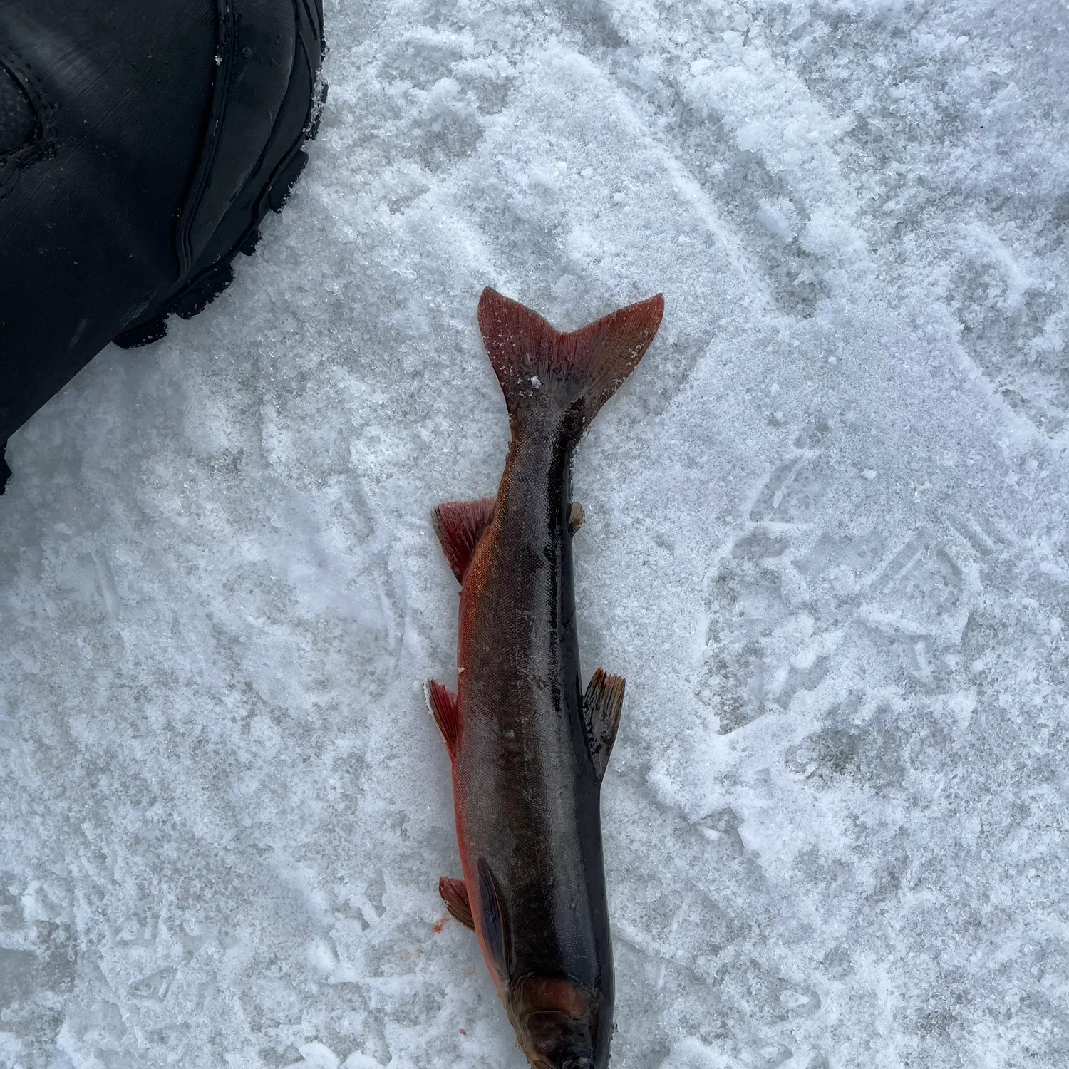 The most recent Arctic char catches on Fishbrain
