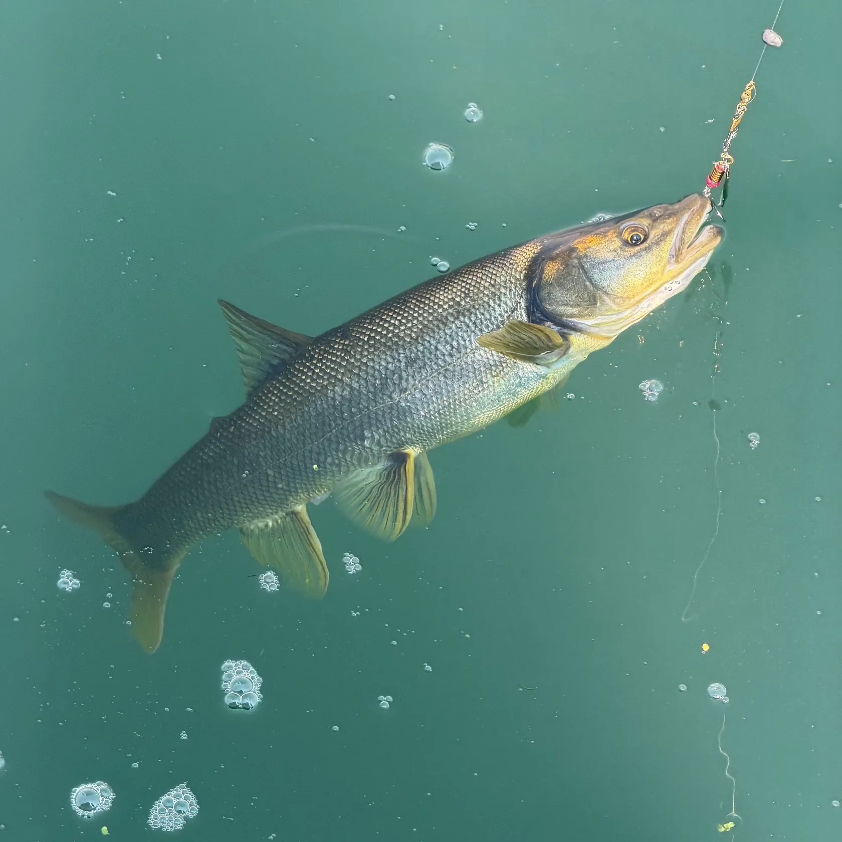 recently logged catches