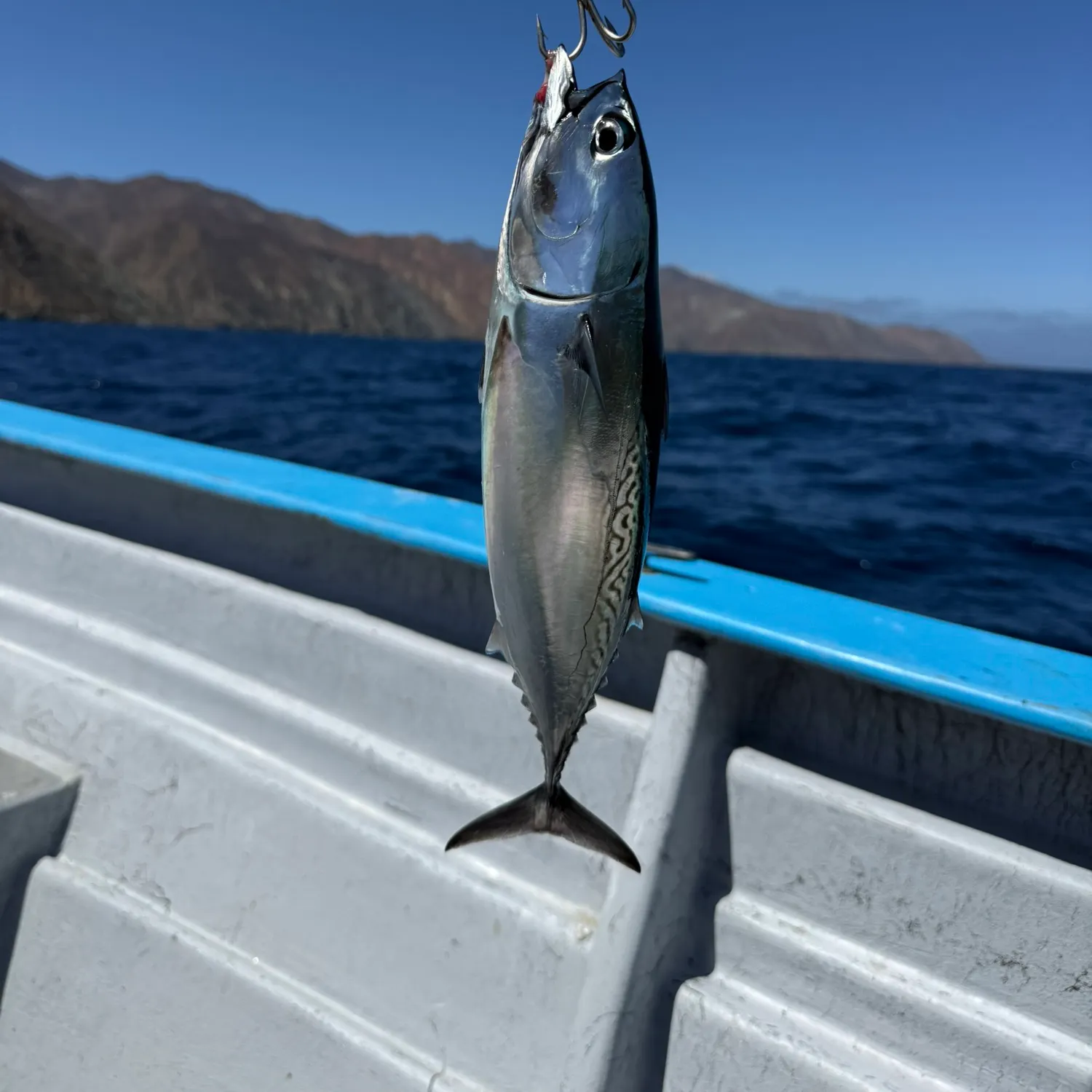 Frigate tuna caught on Fishbrain