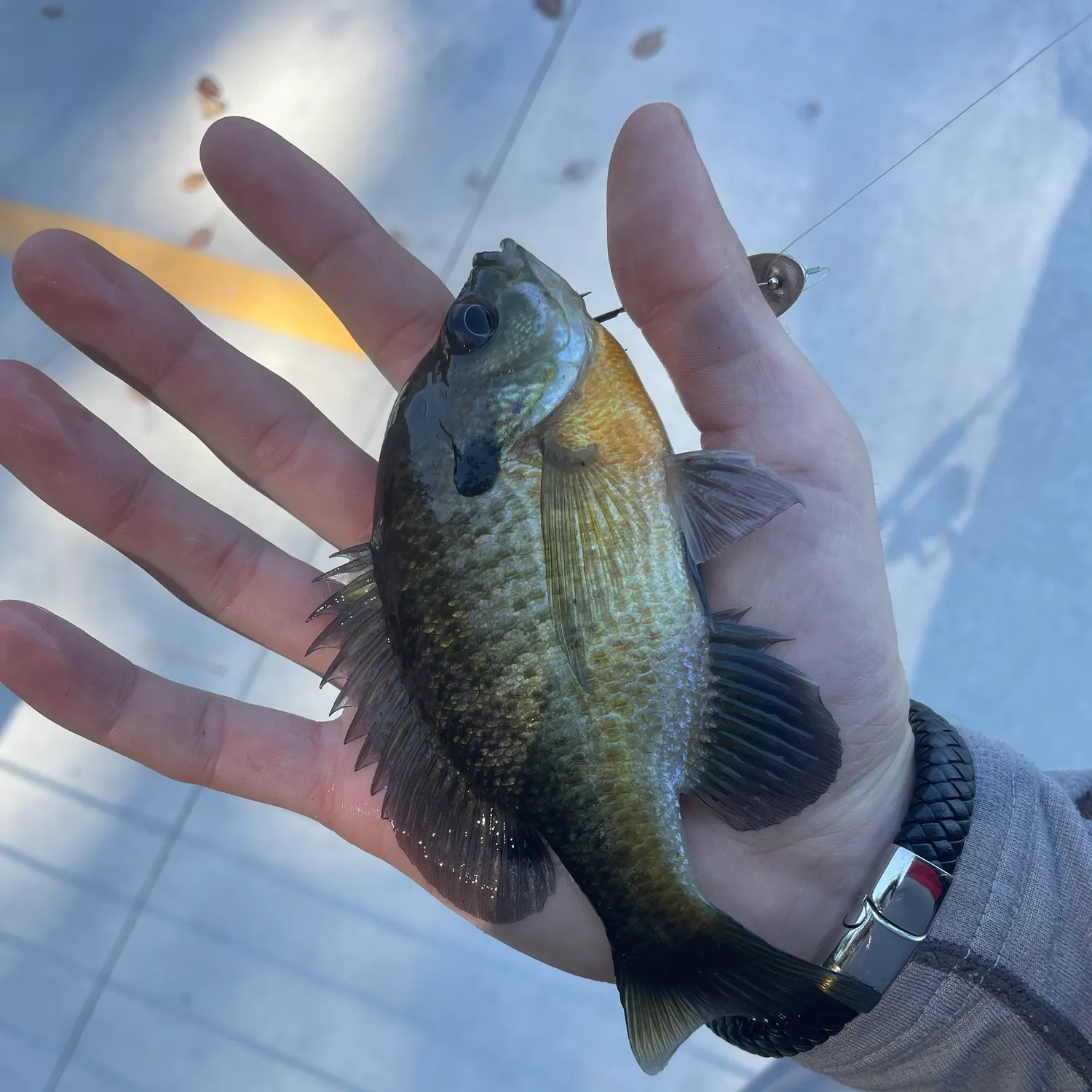 Bluegill caught on Fishbrain
