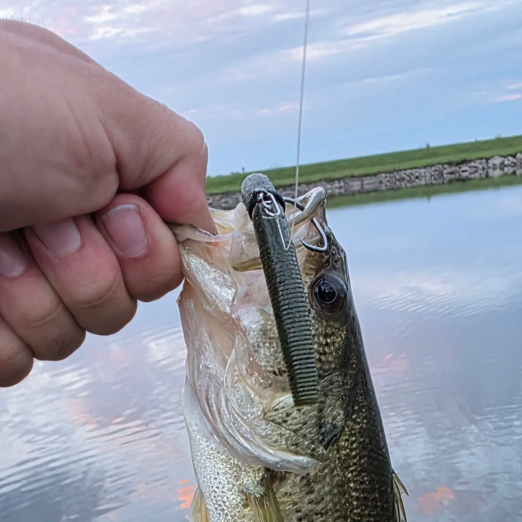 Largemouth bass caught on Fishbrain