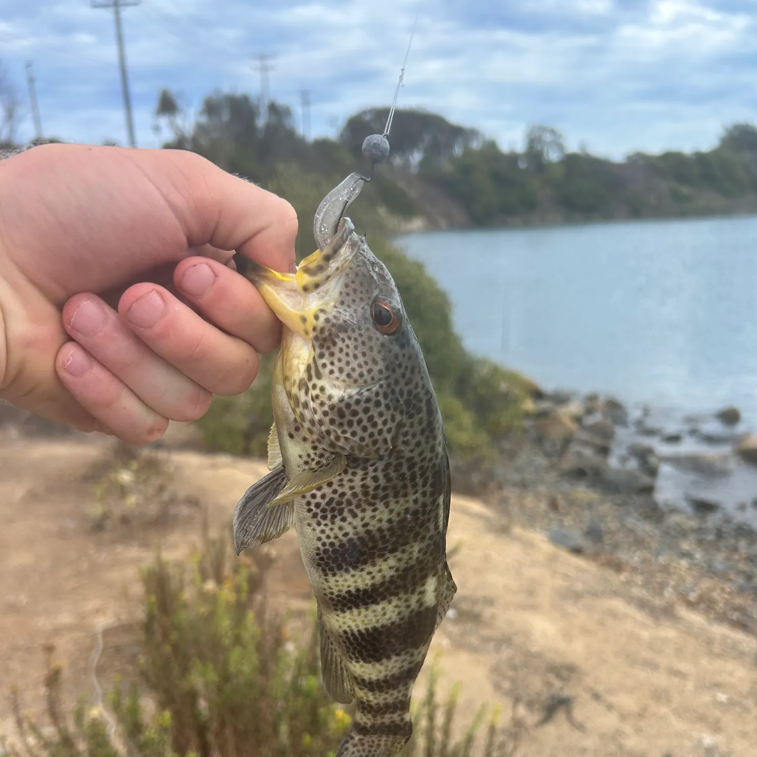 Spotted sand bass caught on Fishbrain