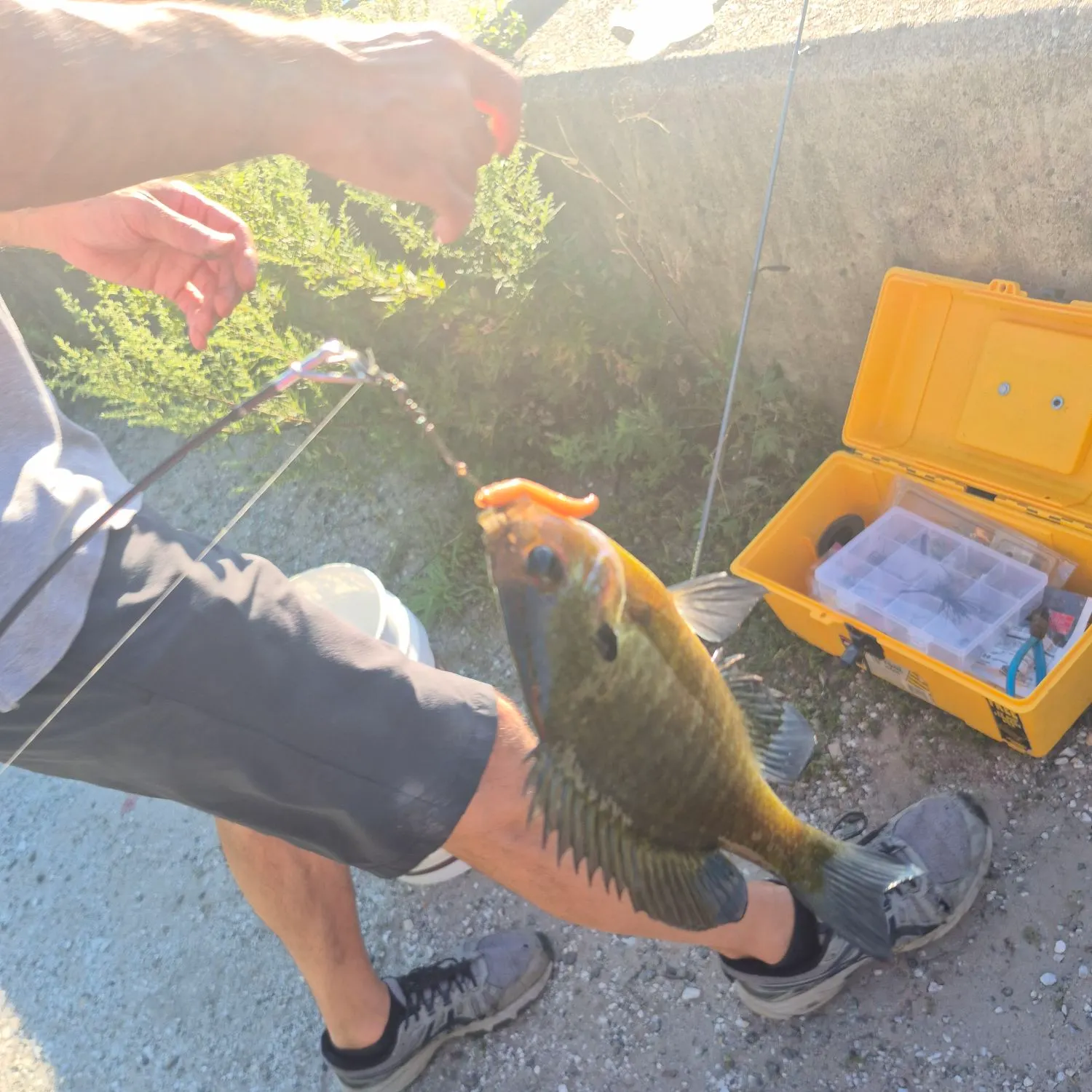 Bluegill caught on Fishbrain