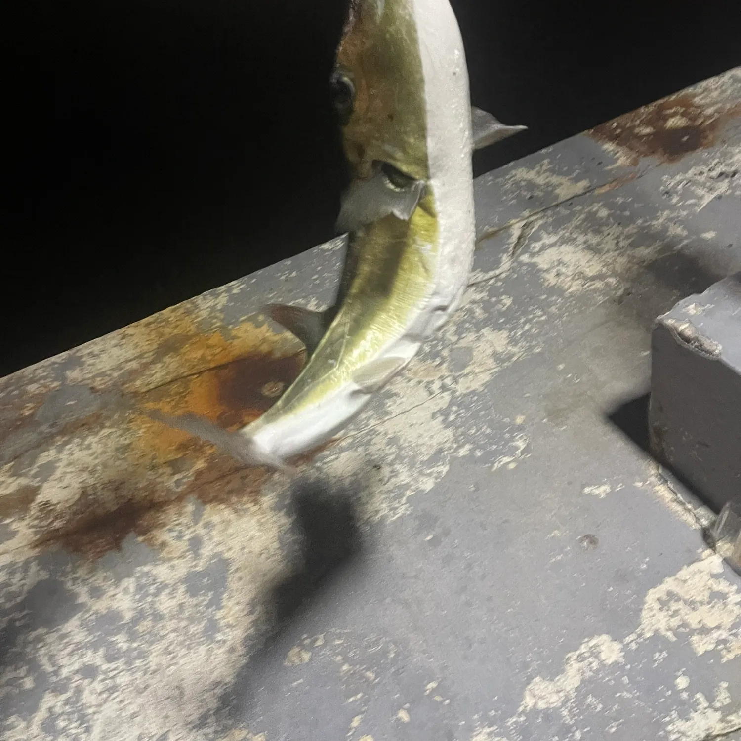 The most recent Smooth puffer catches on Fishbrain