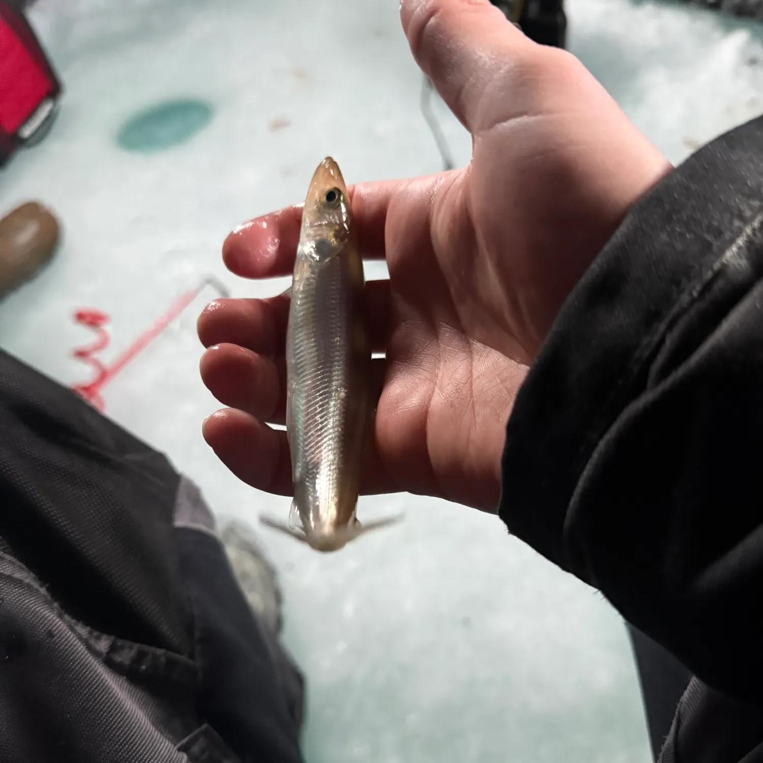 The most recent Atlantic rainbow smelt catches on Fishbrain